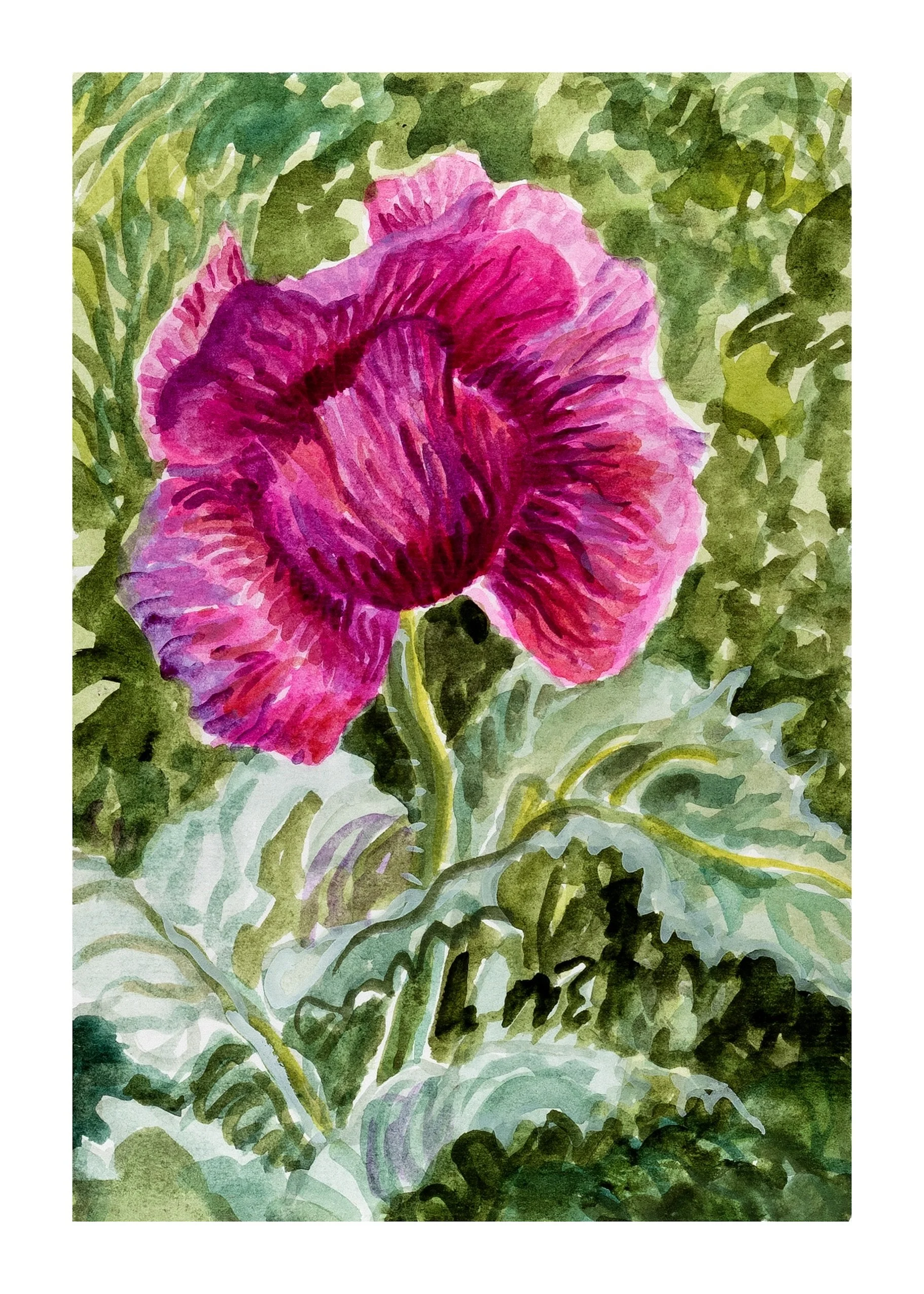 Opium Poppy copy.jpeg