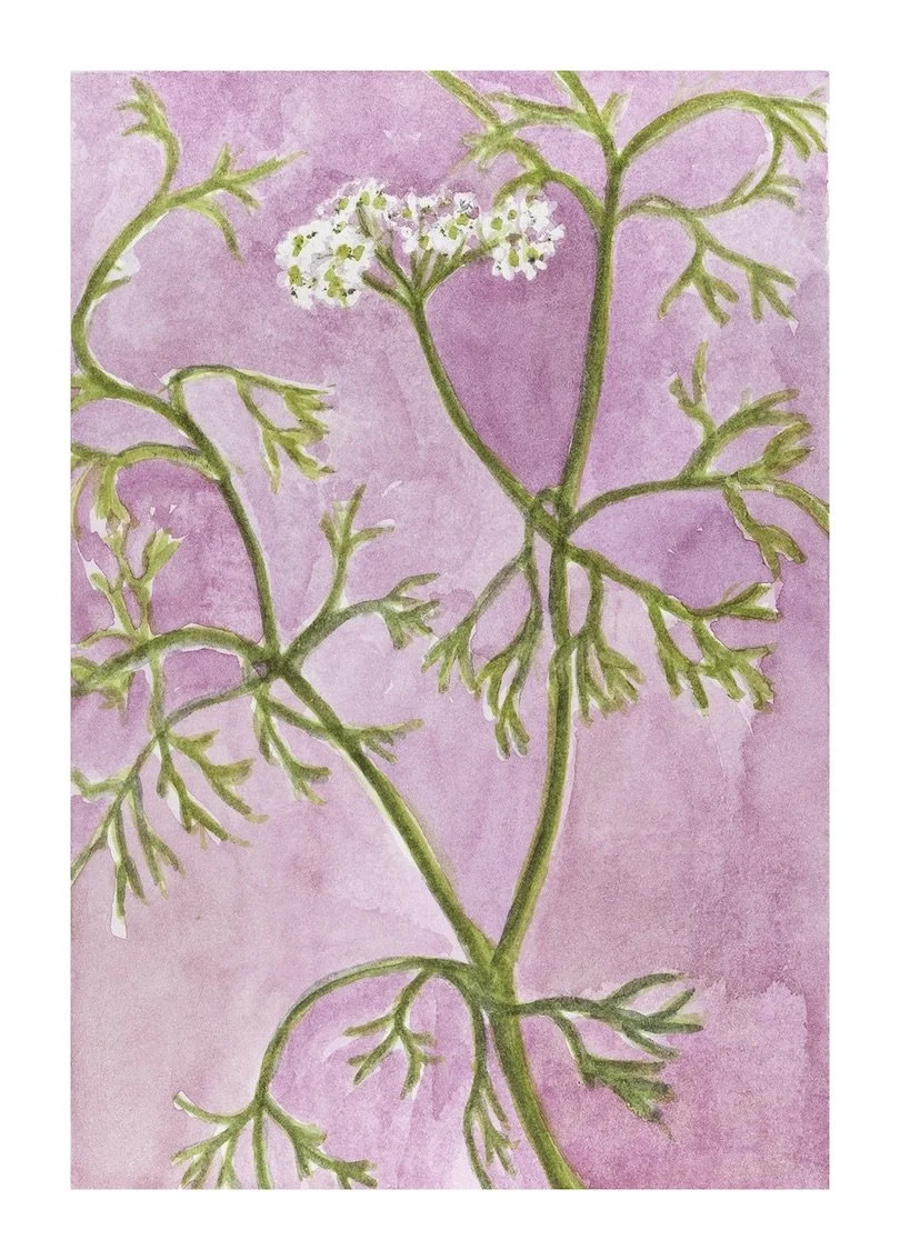 Coriander copy.jpeg