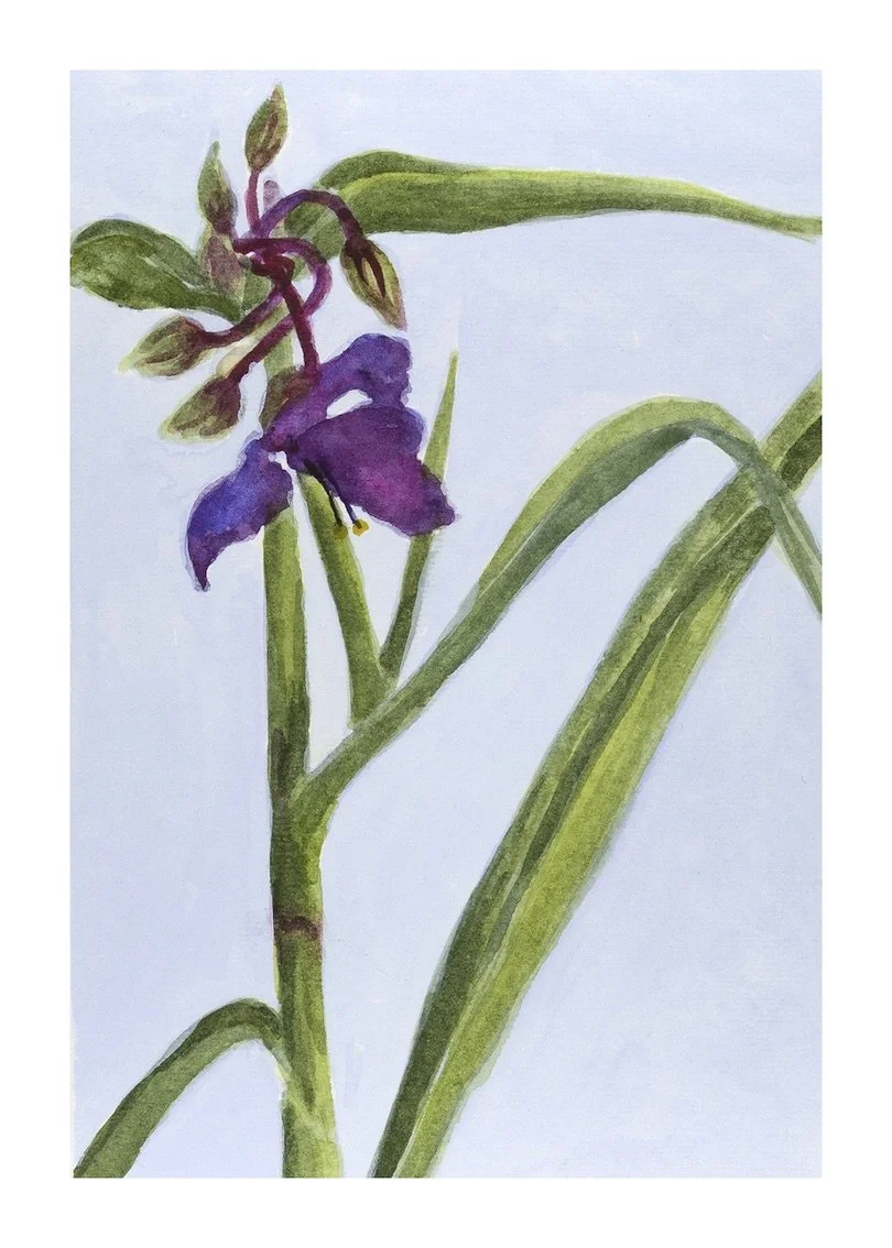 Spiderwort copy.jpeg