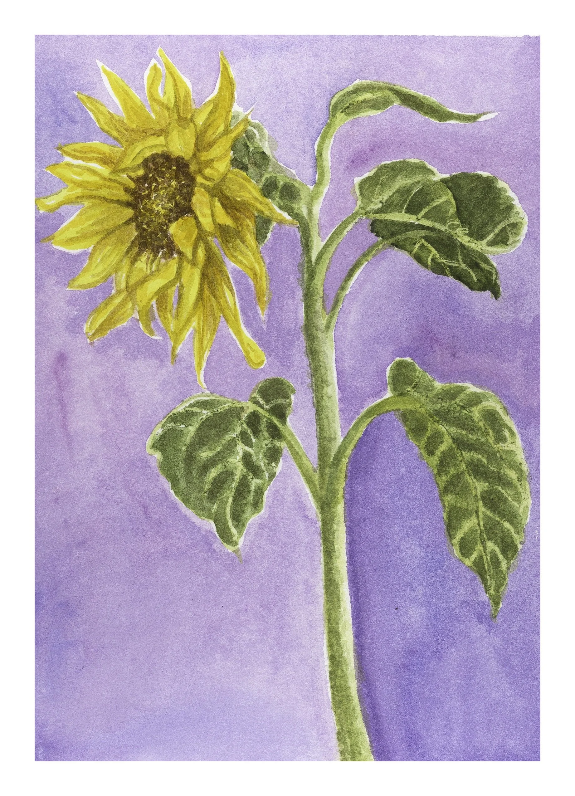 Sunflower copy.jpeg