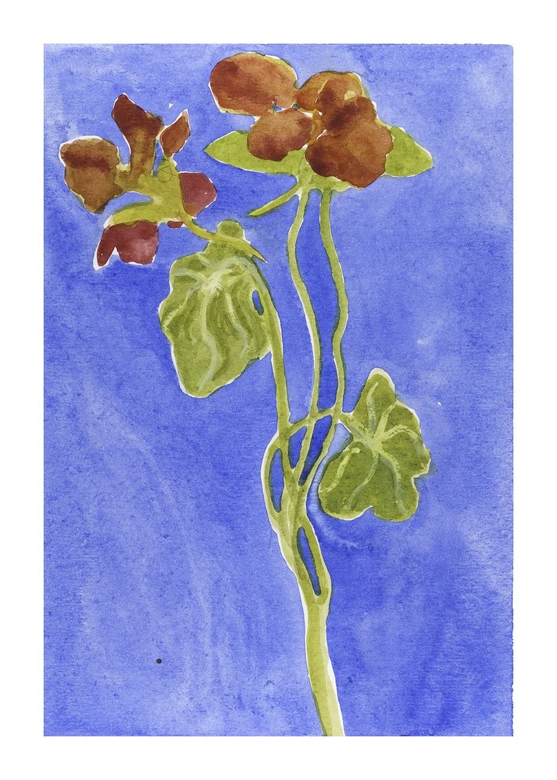 Nasturtium copy.jpeg