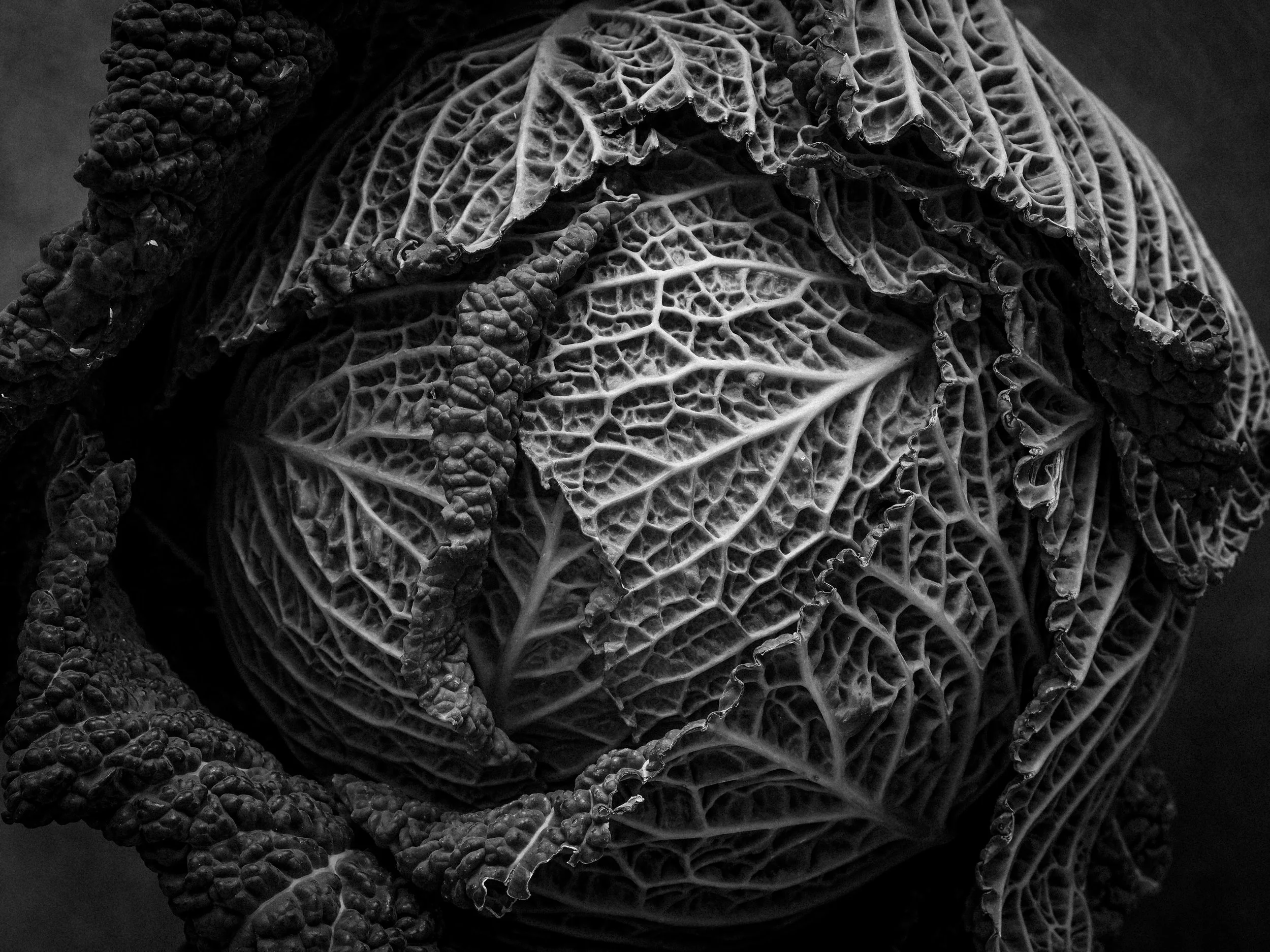 Cabbage-2.jpg