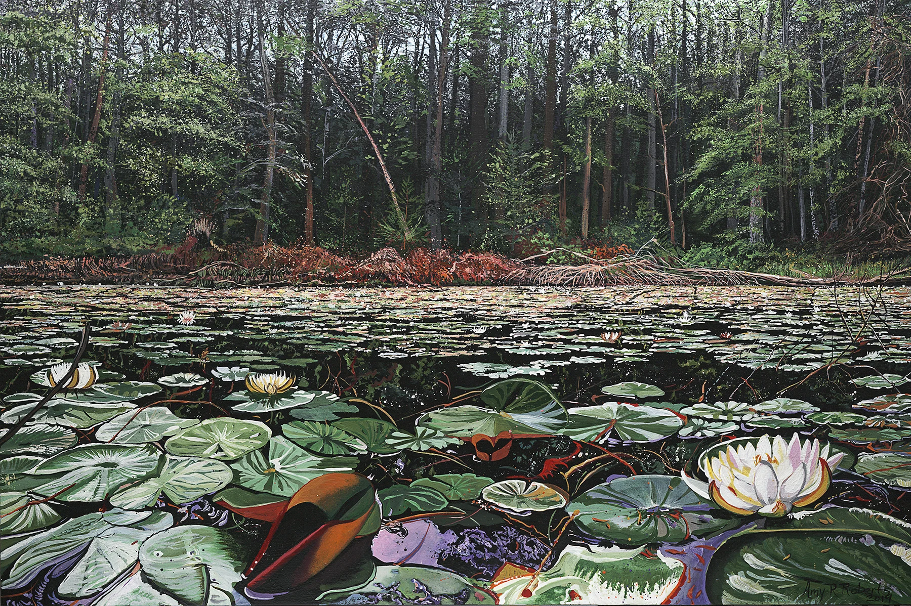 Water Lilies of the West River