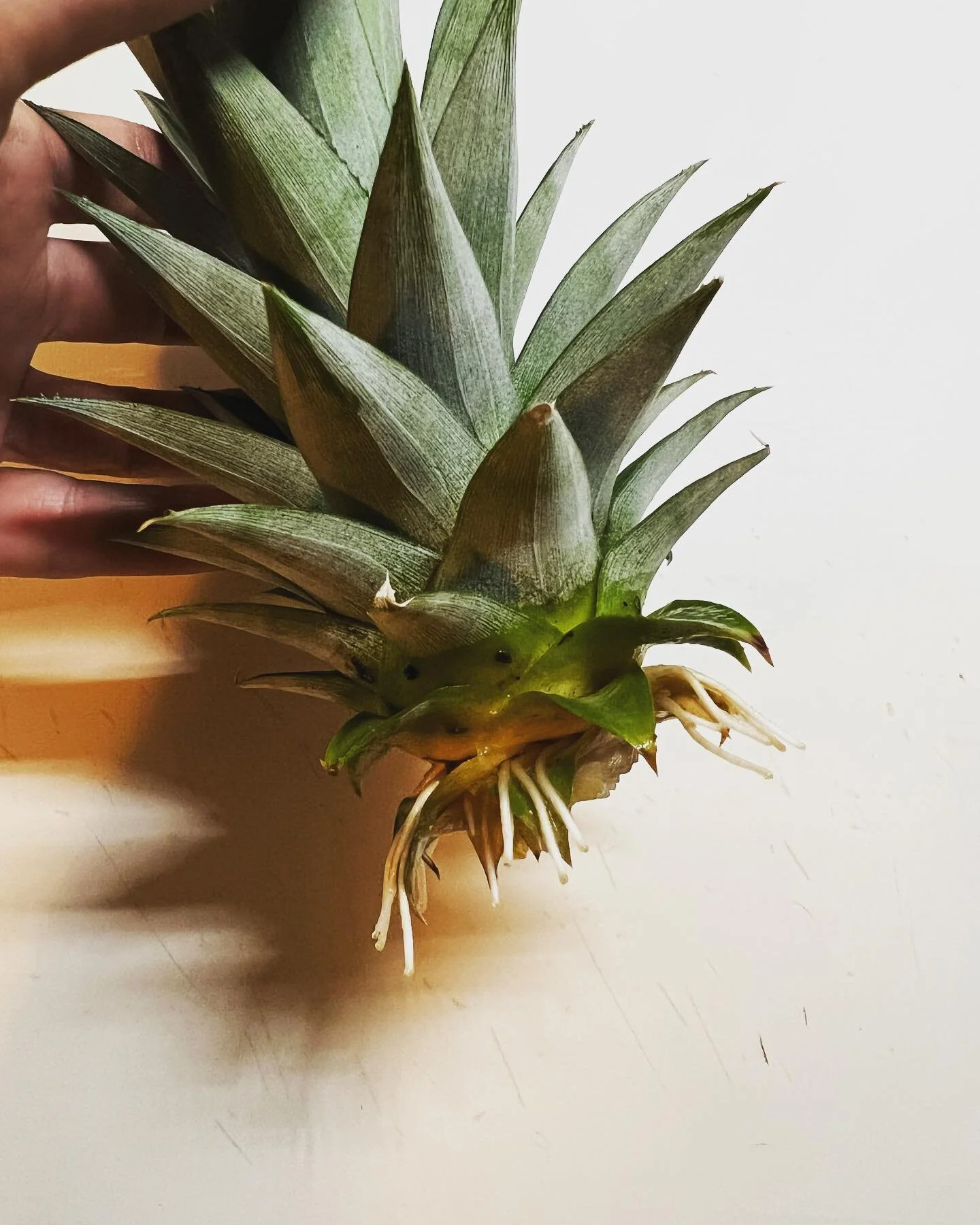 mom&rsquo;s newest pineapple plant start - Ringling Museum in Sarasota - Anhinga aka snake bird, devil bird, water turkey