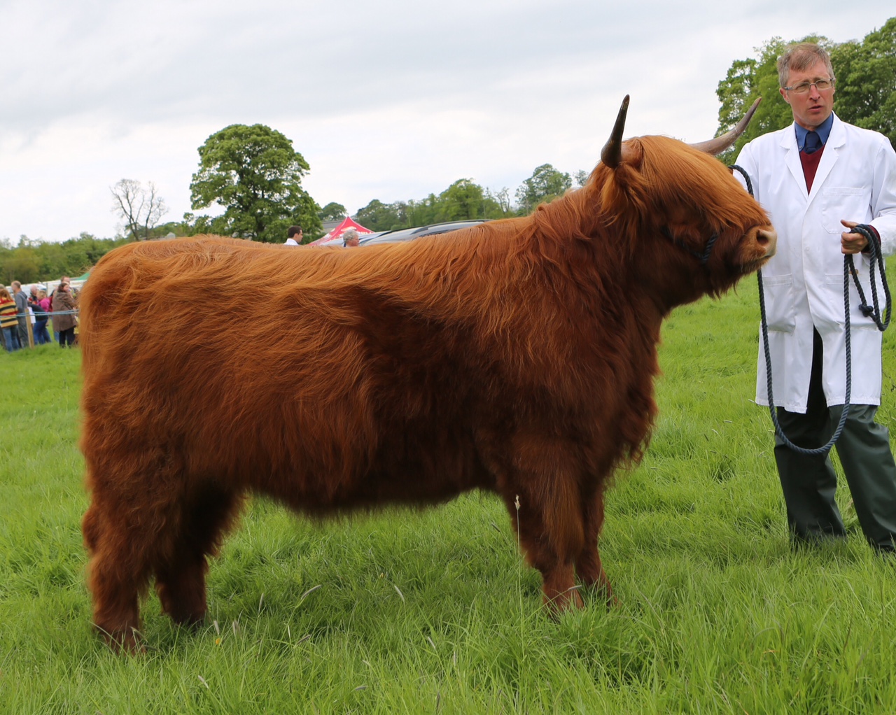 Bachy Mor 30th of Woodneuk - Stewarton Show Champion