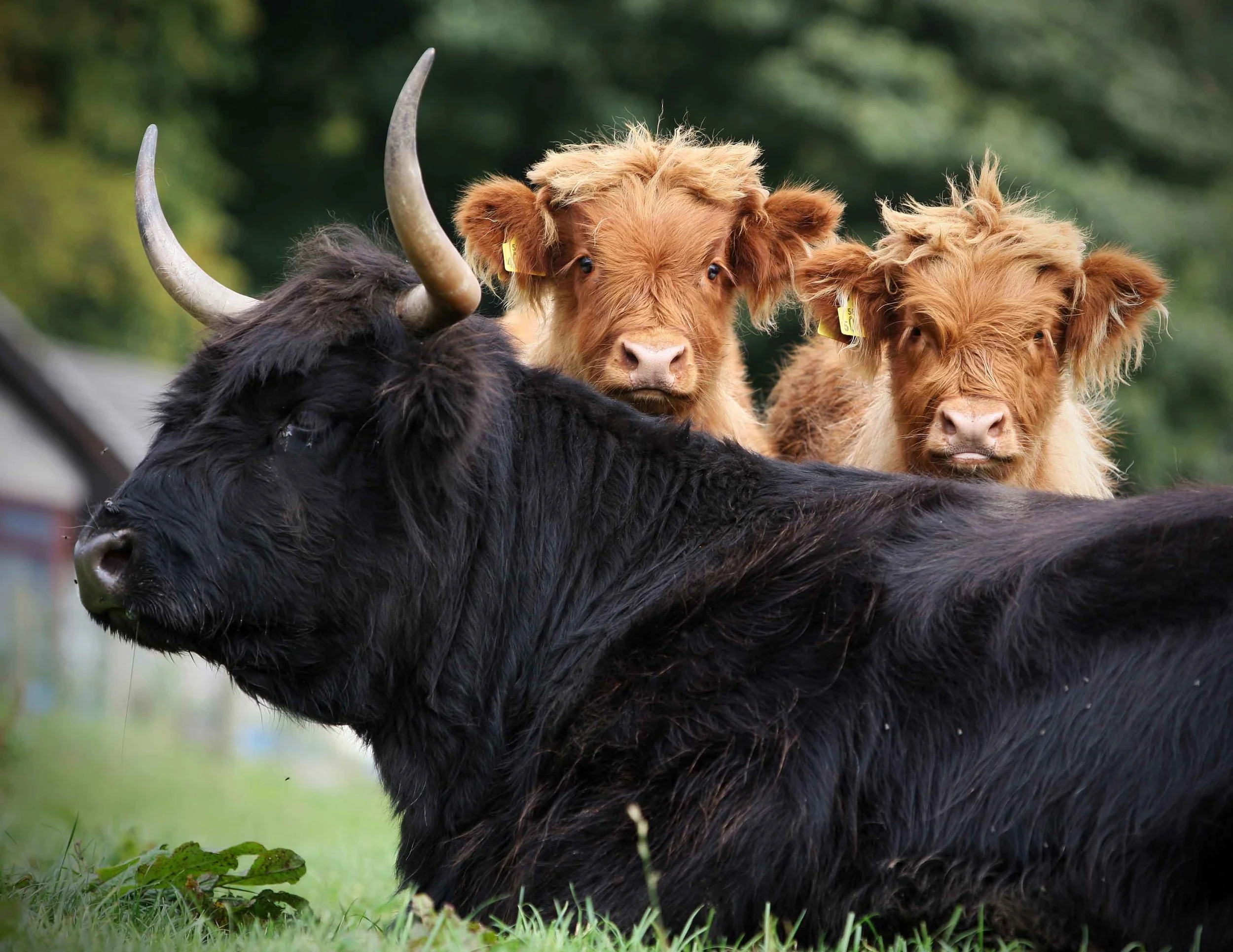 THOMSONhighlandTwins.jpg