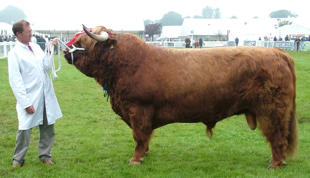 Jock 5th of Woodneuk at the RHS