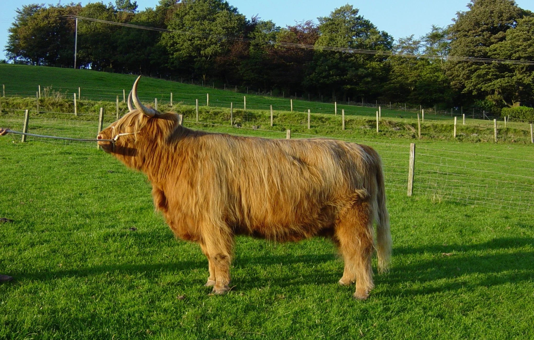 Bachy 3rd of Woodneuk - overall championship in the Highland Section, Royal Highland Show