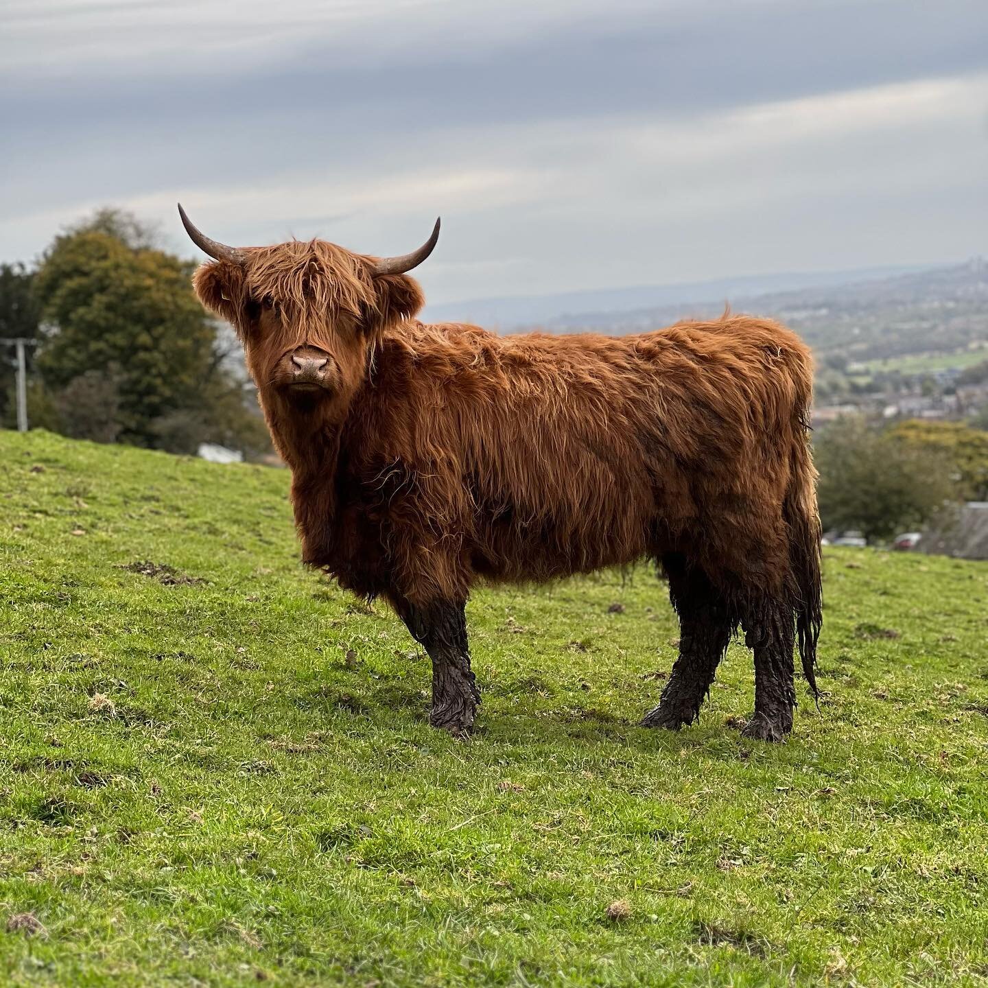 Up to her knees in mud but still managing to pose for a quick pic 📸
&bull;
&bull;
&bull;
&bull;
#highlandcow #highlandcows #highlandcattle  #highlander #shorthorn #calf #calvingseason #calving #cow #cows #cattle #cowsofinstagram #scottishcattle #far