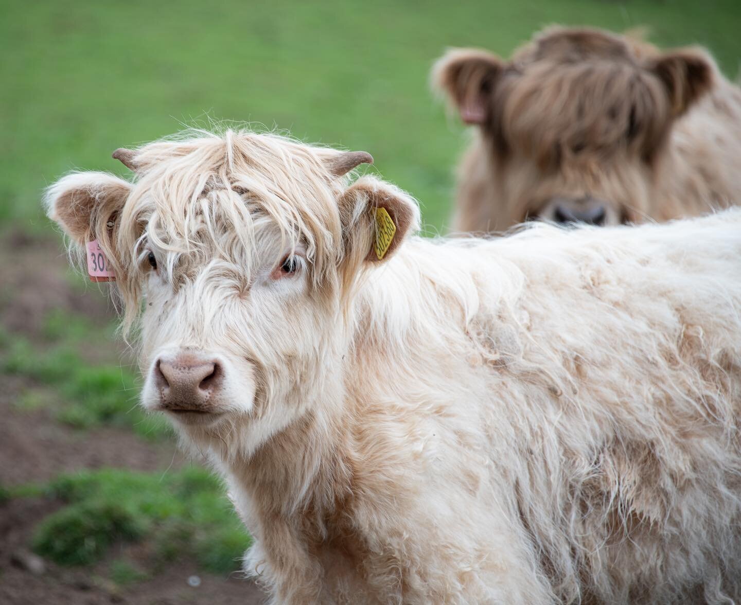 Some of our posers 📸
&bull;
&bull;
&bull;
&bull;
#highlandcow #highlandcows #highlandcattle  #highlander #shorthorn #calf #calvingseason #calving #cow #cows #cattle #cowsofinstagram #scottishcattle #farm #familyfarm #familyfarming #farming #farmingl