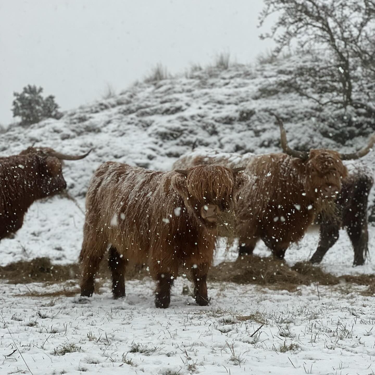 Some very happy highlands in the snow! They were just made for this weather and do so well &hellip; their humans? Not so much ❄️🌨️
