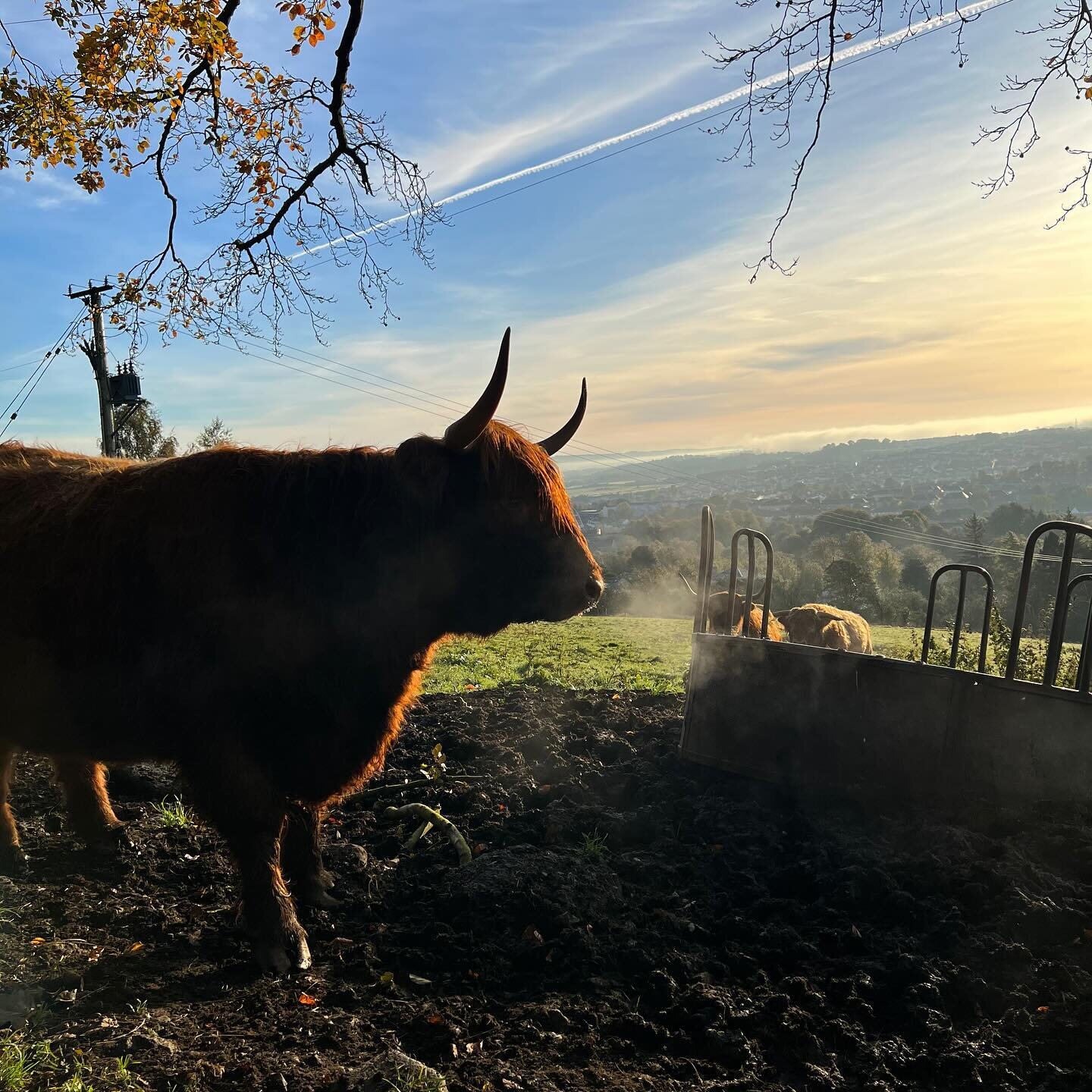 Winter feeding is well underway, Maila is always impatiently waiting for Jock and Bachy to make their way up the field!
&bull;
&bull;
&bull;
&bull;
#highlandcow #highlandcows #highlandcattle  #highlander #shorthorn #calf #calvingseason #calving #cow 
