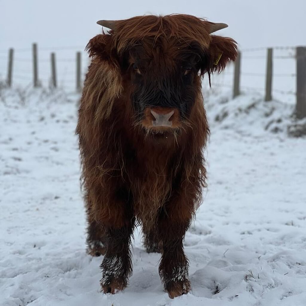 They&rsquo;ll be thankful for their double coats during this cold January 🧊❄️
&bull;
&bull;
&bull;
&bull;
#highlandcow #highlandcows #highlandcattle  #highlander #shorthorn #calf #calvingseason #calving #cow #cows #cattle #cowsofinstagram #scottishc
