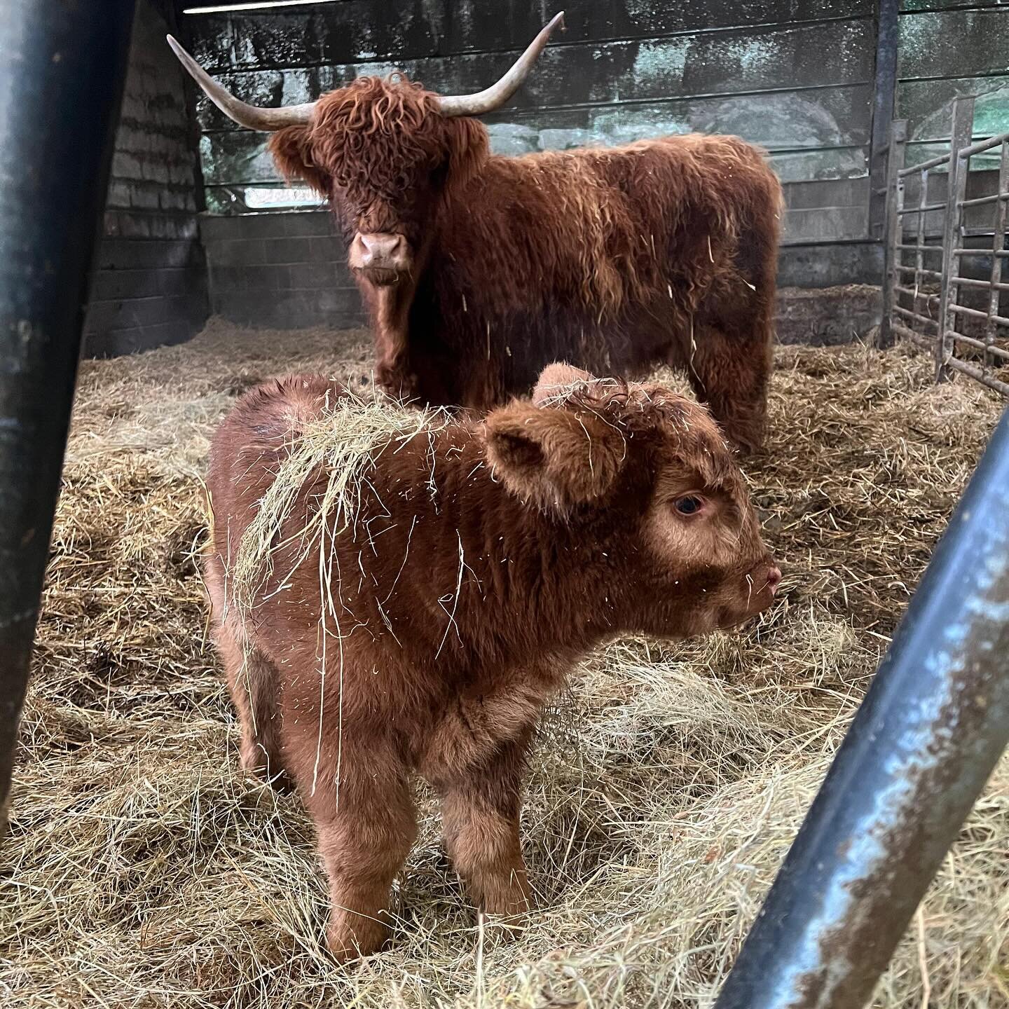 Jenny of Woodneuk 🧡 

Calving has officially started with a lovely heifer born on Tuesday and the start of a new line for us. We had a few cold nights forecast so moved them into the shed while she got a little stronger, she&rsquo;s just the sweetes