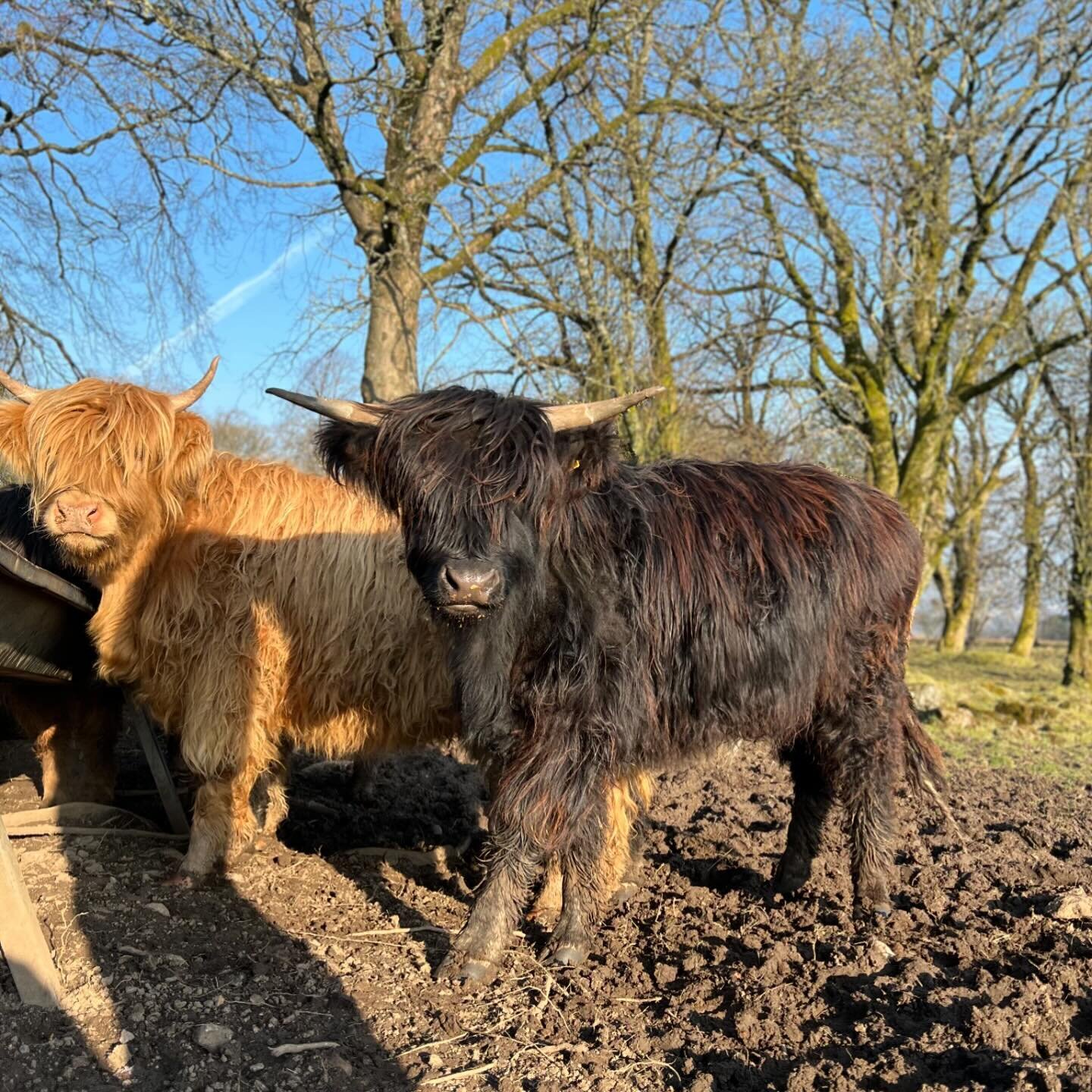 Our girls enjoying their alfresco brunch in the sun ☀️
&bull;
&bull;
&bull;
&bull;
#highlandcow #highlandcows #highlandcattle  #highlander #shorthorn #calf #calvingseason #calving #cow #cows #cattle #cowsofinstagram #scottishcattle #farm #familyfarm 