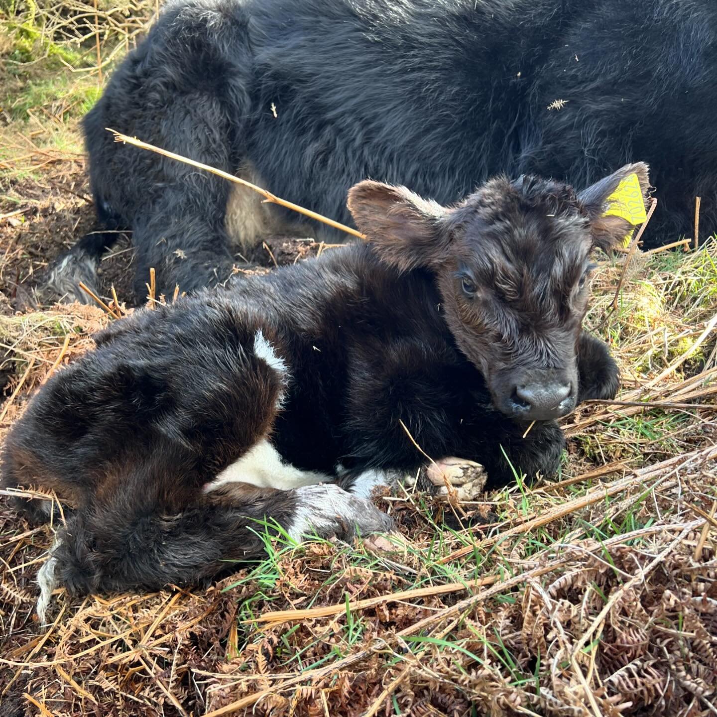 Calving is well under way at Woodneuk, the sun even came out for this little one yesterday ☀️🥰
&bull;
&bull;
&bull;
&bull;
#highlandcow #highlandcows #highlandcattle  #highlander #shorthorn #calf #calvingseason #calving #cow #cows #cattle #cowsofins