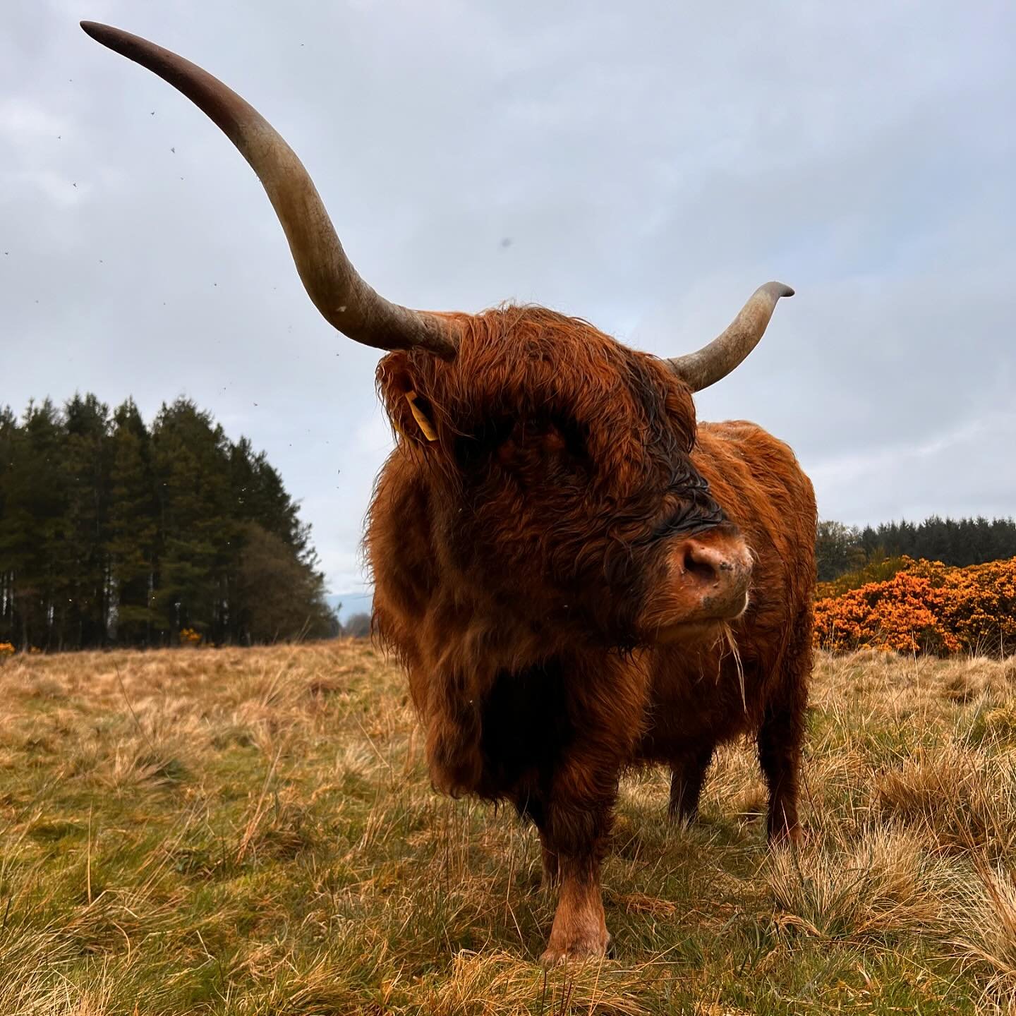 One of our &lsquo;Tuggy&rsquo;s&rsquo; affectionately named after their breeder, they all have very distinctive, huge horns that make them very easy to spot! My job is distraction with feeding while David hunts in the gorse for the calf she&rsquo;s e