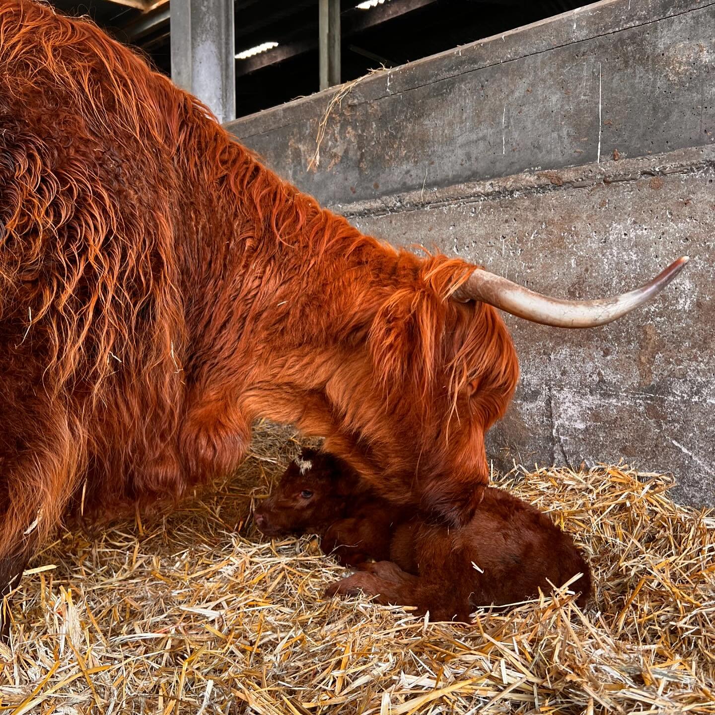 Highland cattle make exceptionally good mothers and are very gentle animals, even when they haven&rsquo;t been handled they are extremely patient with us being around their calves and giving a helping hand ❤️