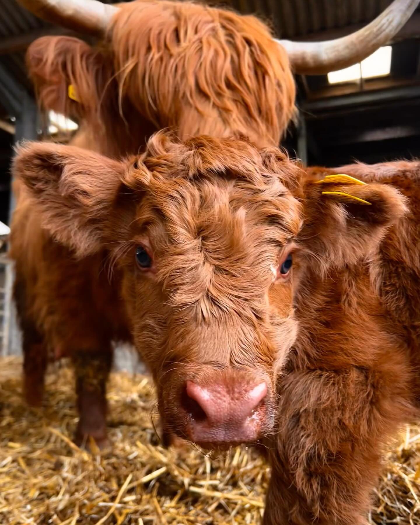Maila has calved 🥳 almost 7 weeks over her due date she has had a lovely heifer calf ❤️
&bull;
&bull;
&bull;
&bull;
#highlandcow #highlandcattle #hairycow #calf #calving #cows #cattle #scottishcattle #farm #familyfarm #farming #farminglife #scottish
