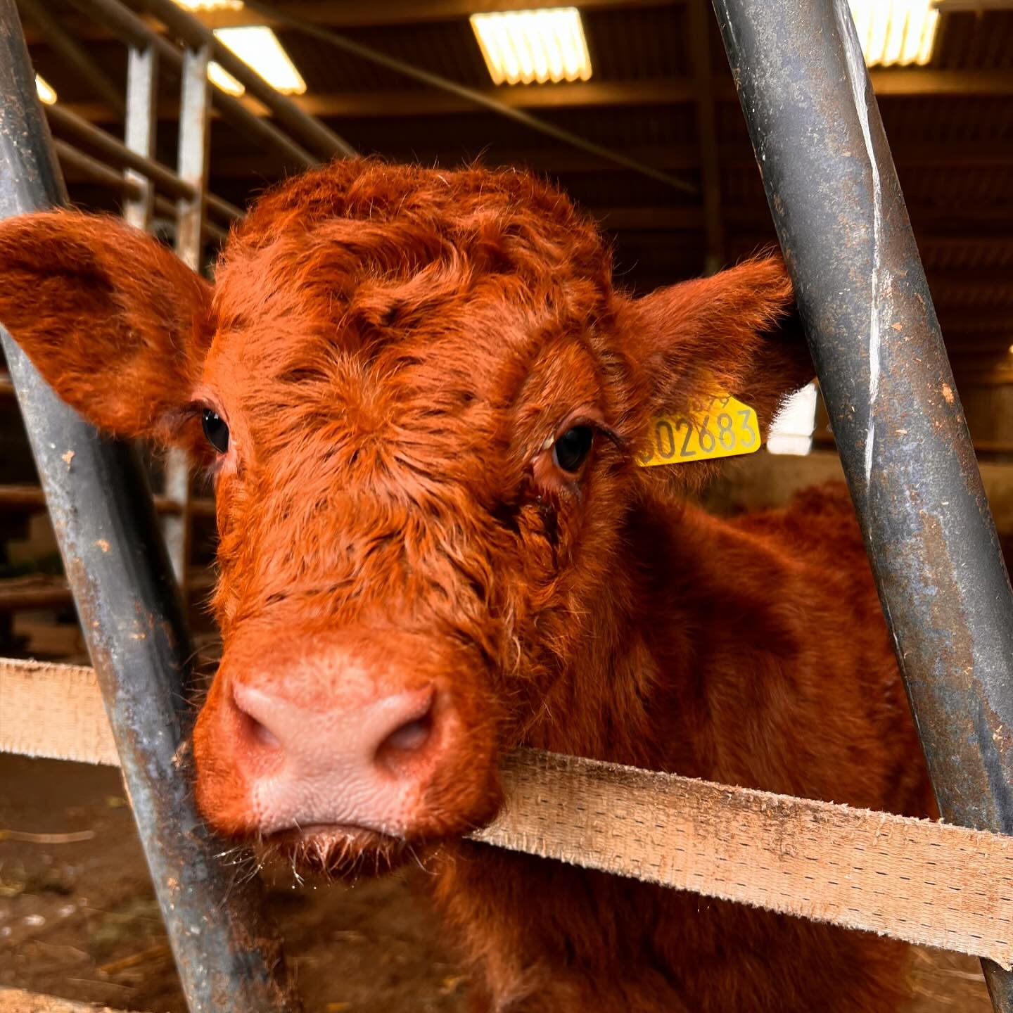 This year's pet calves, we have Bambi and Thumper (twin heifers), Tilly, and Tony 🧡

We didn't think the twins wouldn't make it initially as we were sure they'd picked up an infection from their mum - Bambi had also been abandoned and couldn't walk 