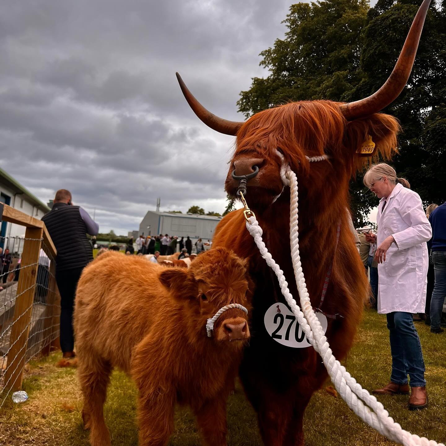3rd place for Bachy Mor today at the @royalhighlandshow 🧡