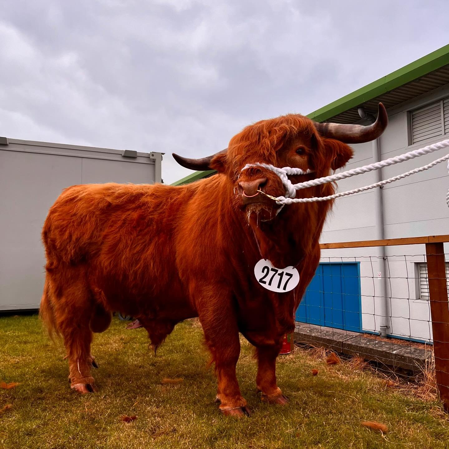 3rd place for Jock the 18th of Woodneuk in the senior bull class 🧡