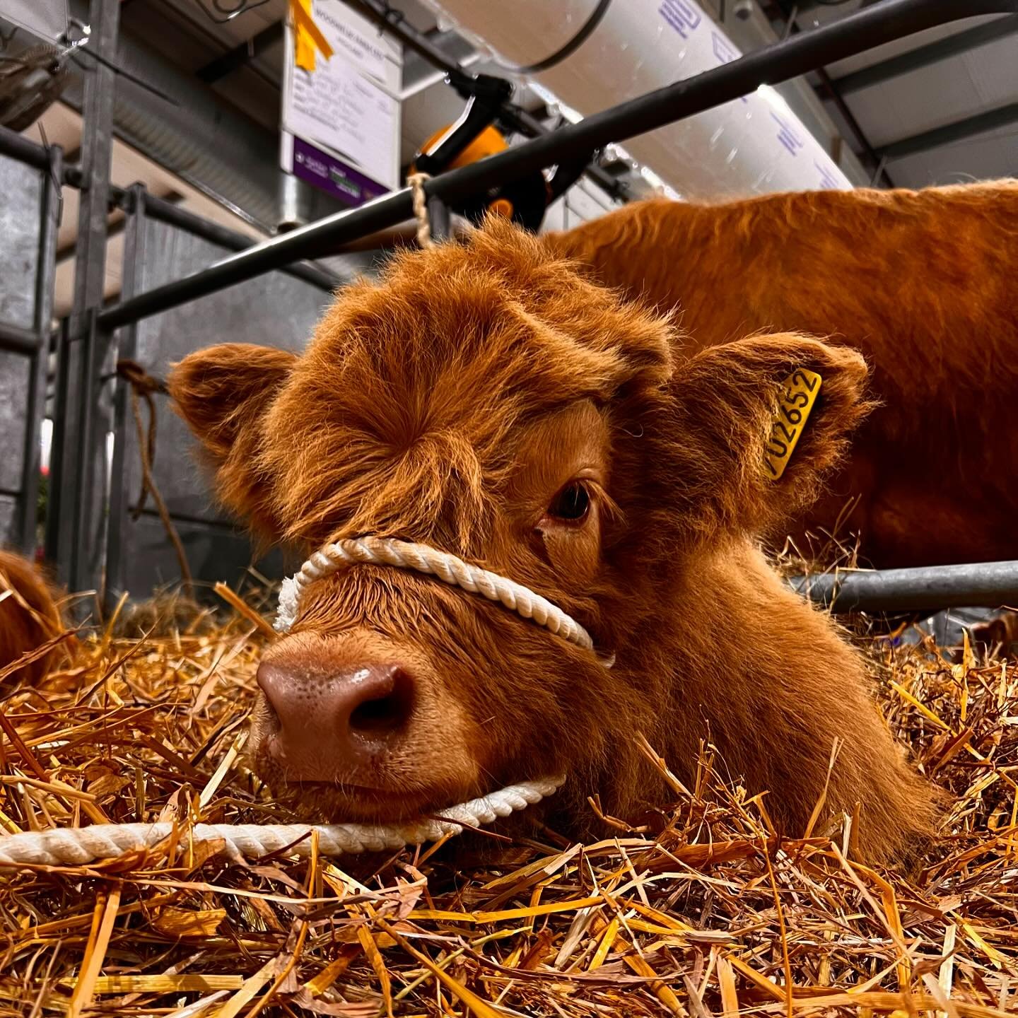 Last but definitely not least, our little champion who won best Highland calf at the show 🧡