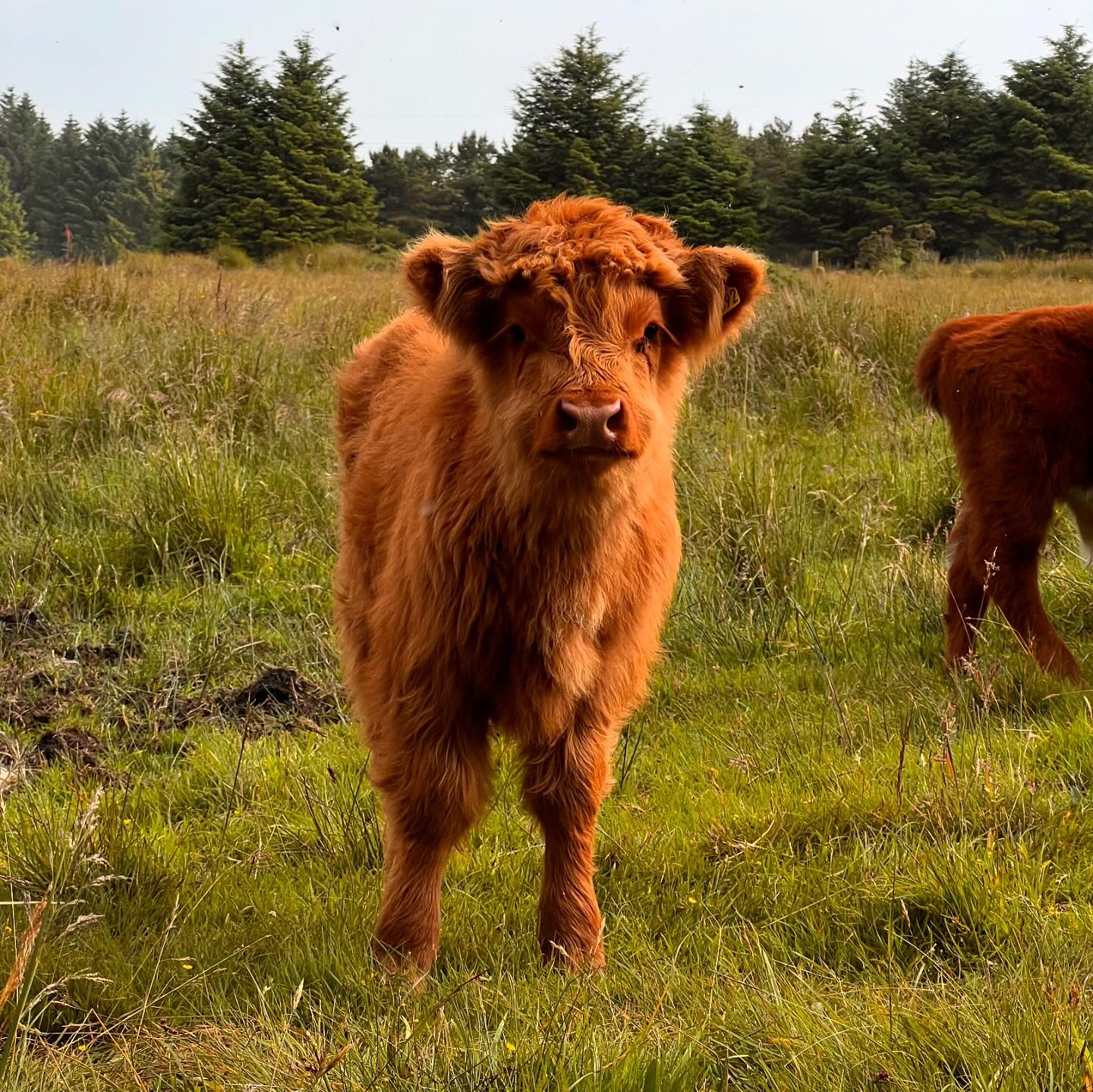 The Highland calves are at the teddy bear stage 🧸🥰
&bull;
&bull;
&bull;
&bull;
#highlandcow #hairycow #calf #calving #cows #cattle #scottishcattle #farm #familyfarm #farming #scottishfarm #locallygrown