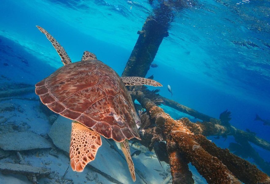 We love to sea this sea turtle back in her natural habitat 💙 great work @marathonturtlehospital and great photos from @underwaterexploring #floridakeys #islamorada #seaturtle #turtlehospital #alligatorreeflighthouse #scoopguideislamorada