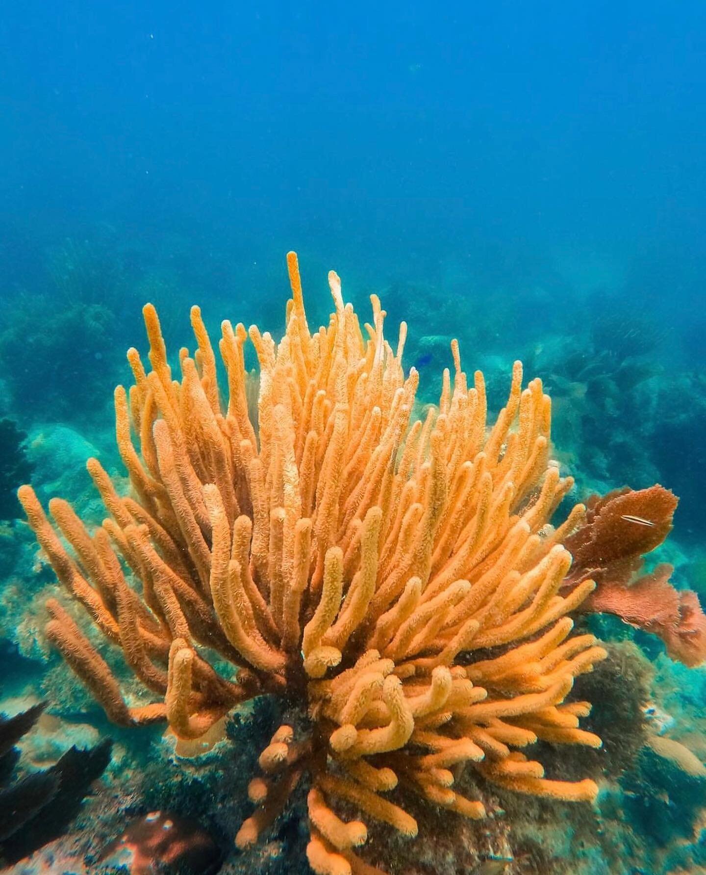 Wannabe Cheetos 🤣 Great pic and great caption from @emmanorthmich. Check out her photography at @jessicaannart on Morada Way #islamorada #floridakeys #underwaterphotography #coralreef #emmanorthmich #scoopguideislamorada #underthesea