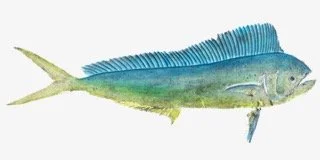 MAHI JA ART VECTORED-2.jpeg