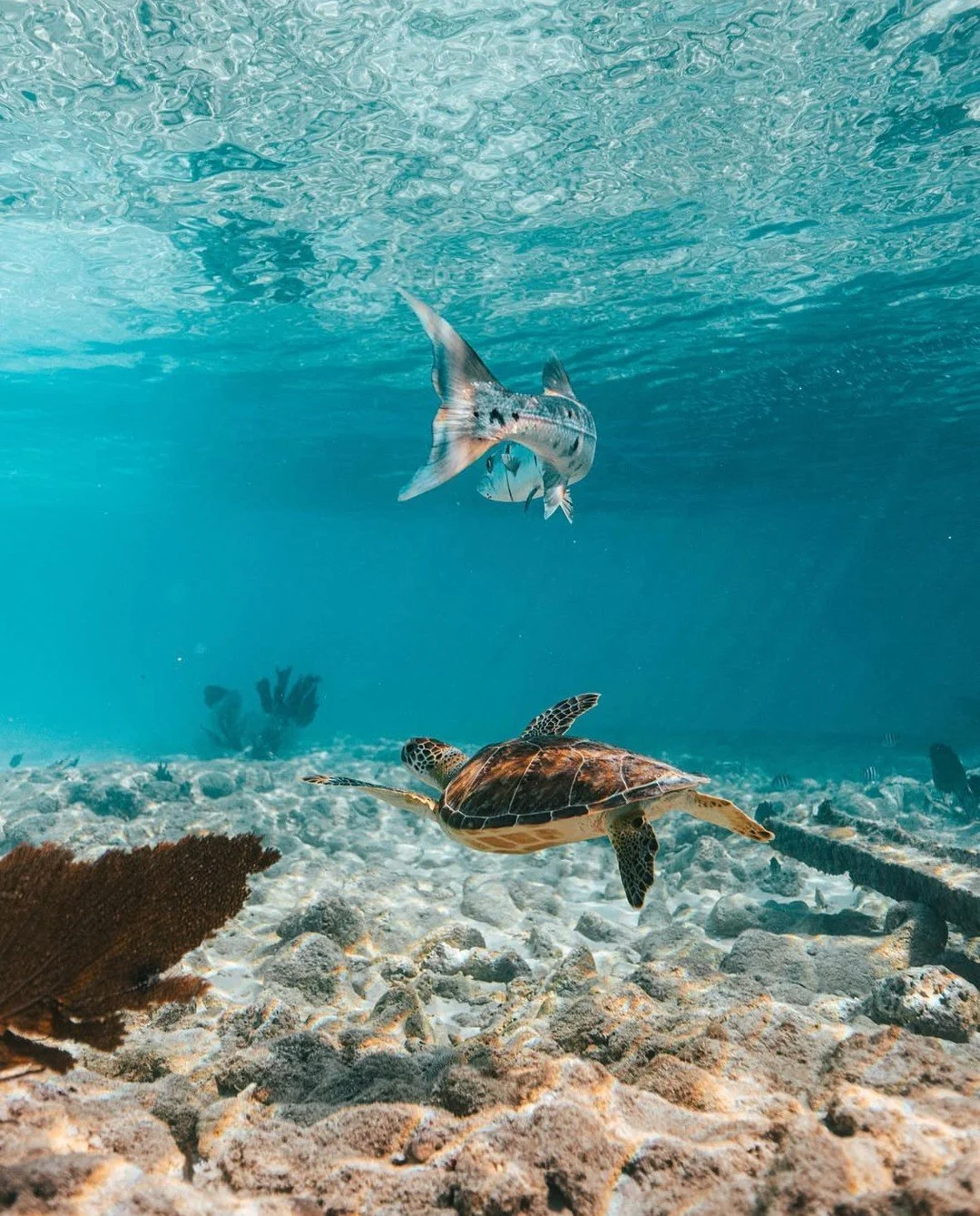 A barracuda and a turtle, a beautiful love story 🩵⁠
⁠
📸 @ajcoastal⁠
⁠
#islamorada #lighthouse #seaturtle #floridakeys #flkeys #marinelife #underwaterphotography