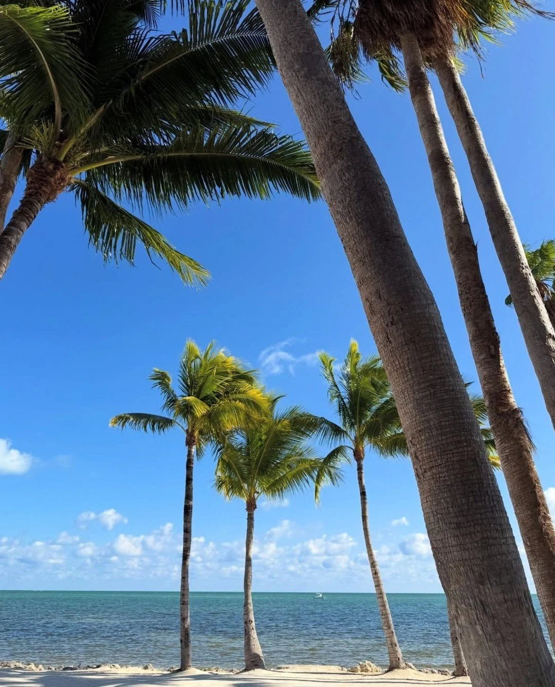 Palm shadows, blue horizons, and everything the Keys are made of 🌴🌴⁠
⁠
📸 @lovingthelittlemoments ⁠
⁠
#islamorada #floridakeys #flkeys #travelblog #photography #vacation #palmtrees #vacay #weekendgetaway