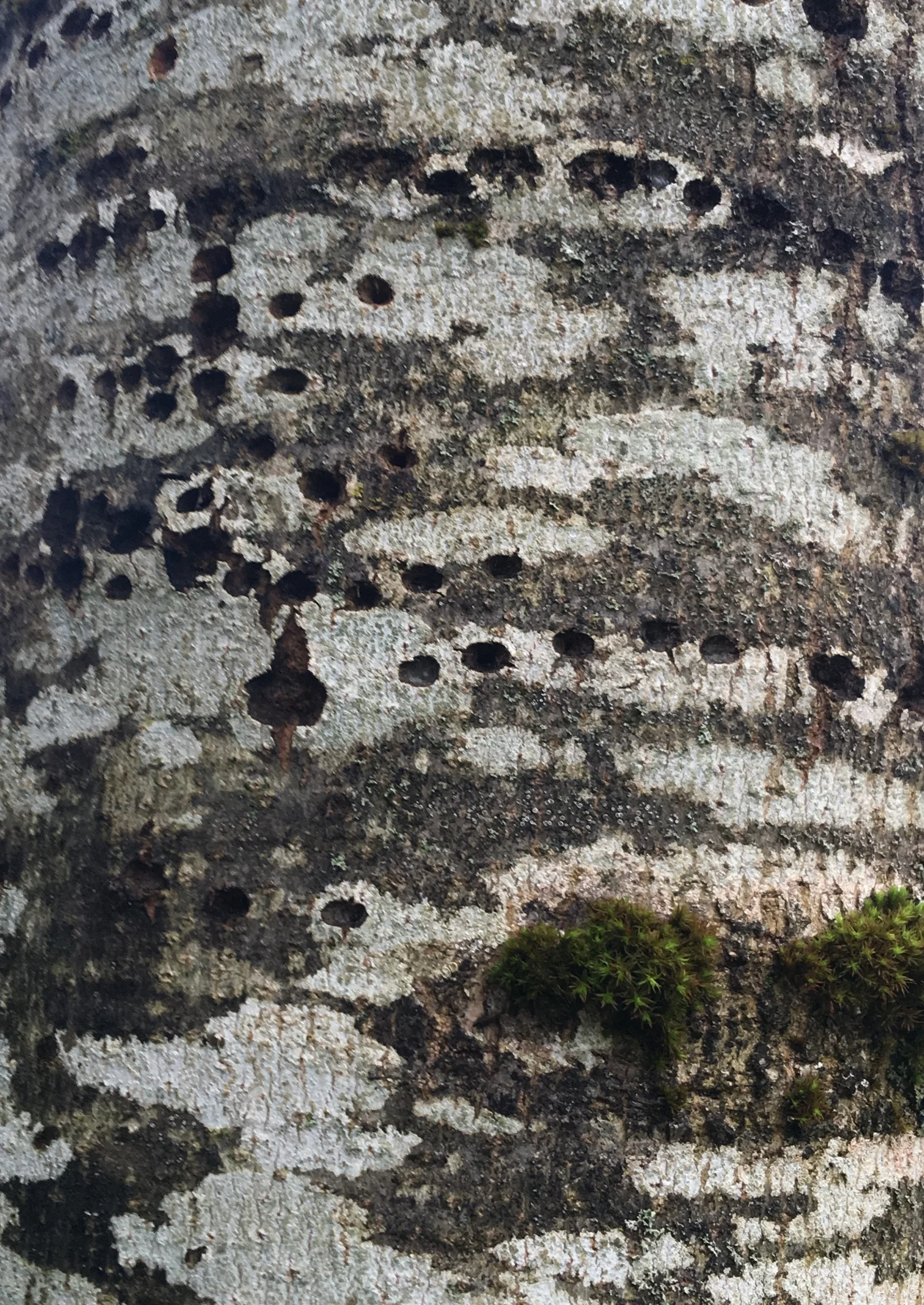 Tree Bark 