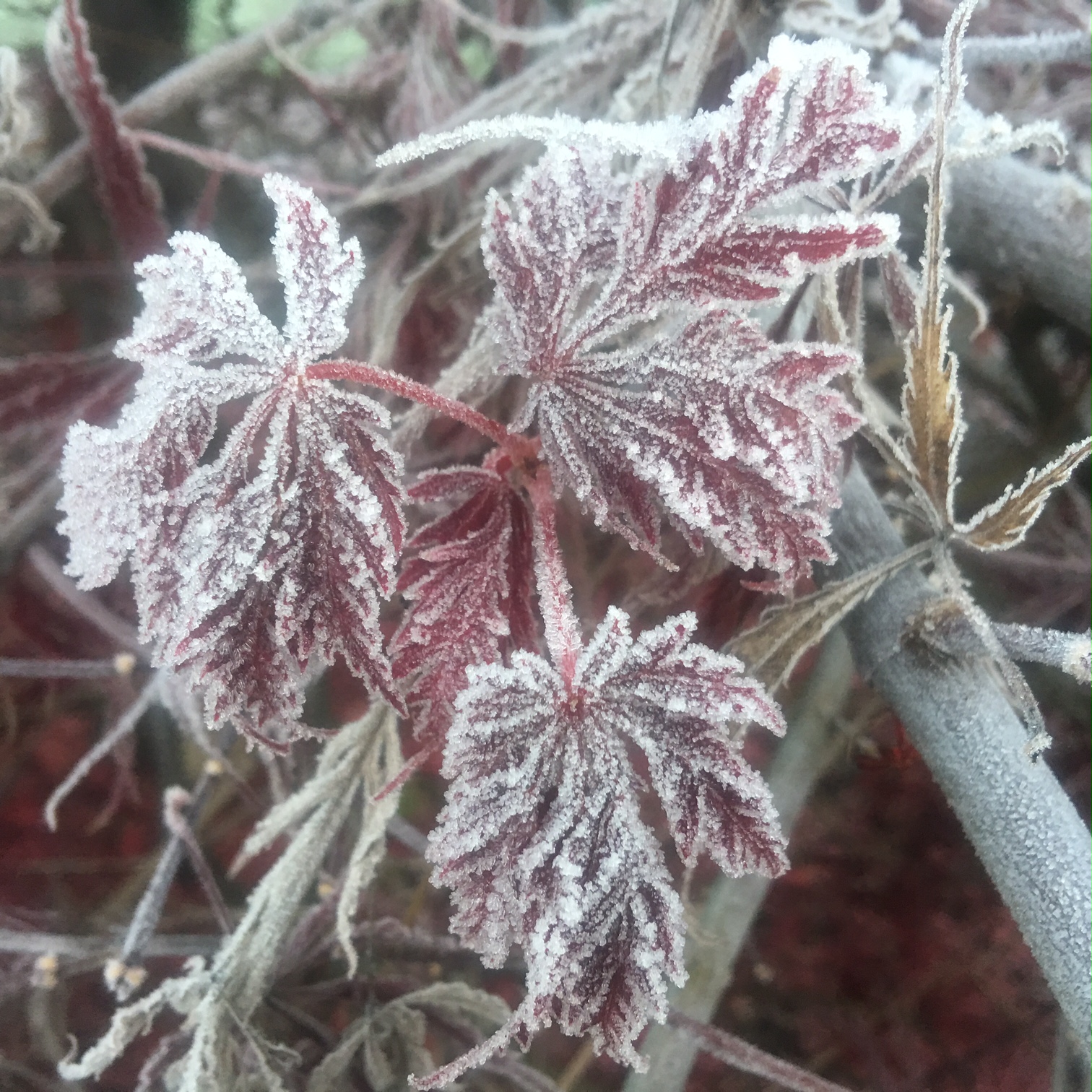 Japanese Maple 