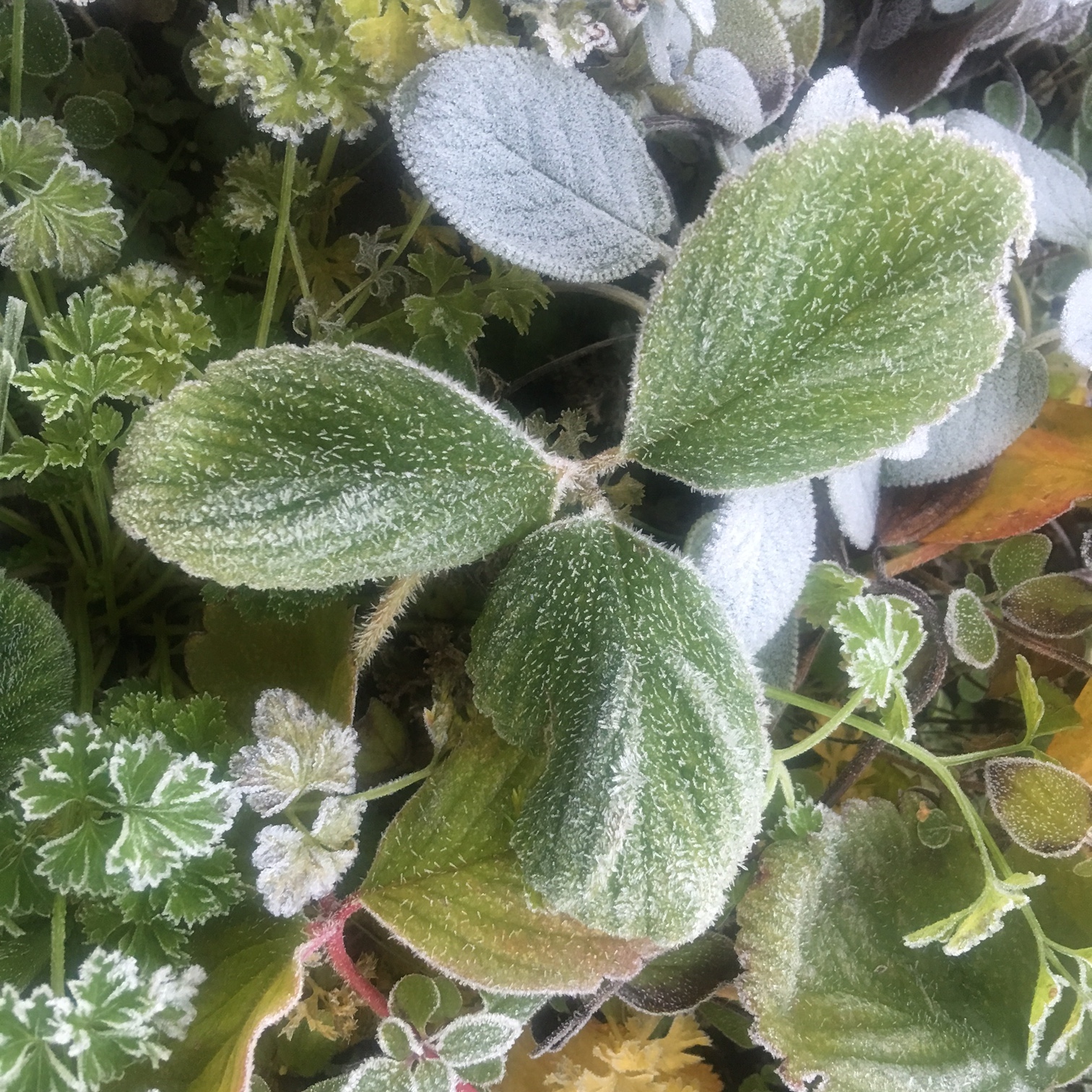 Herb Planter 