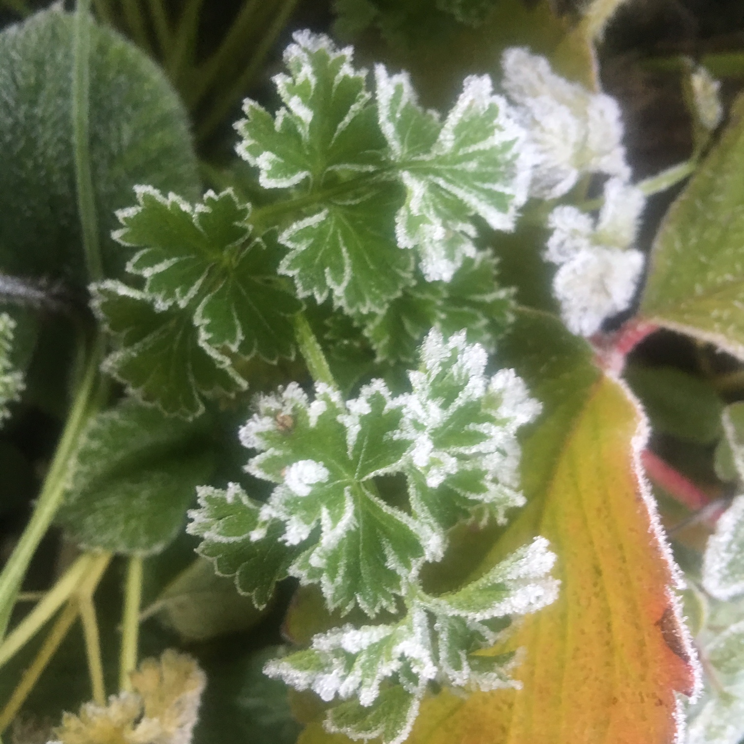 Parsley 