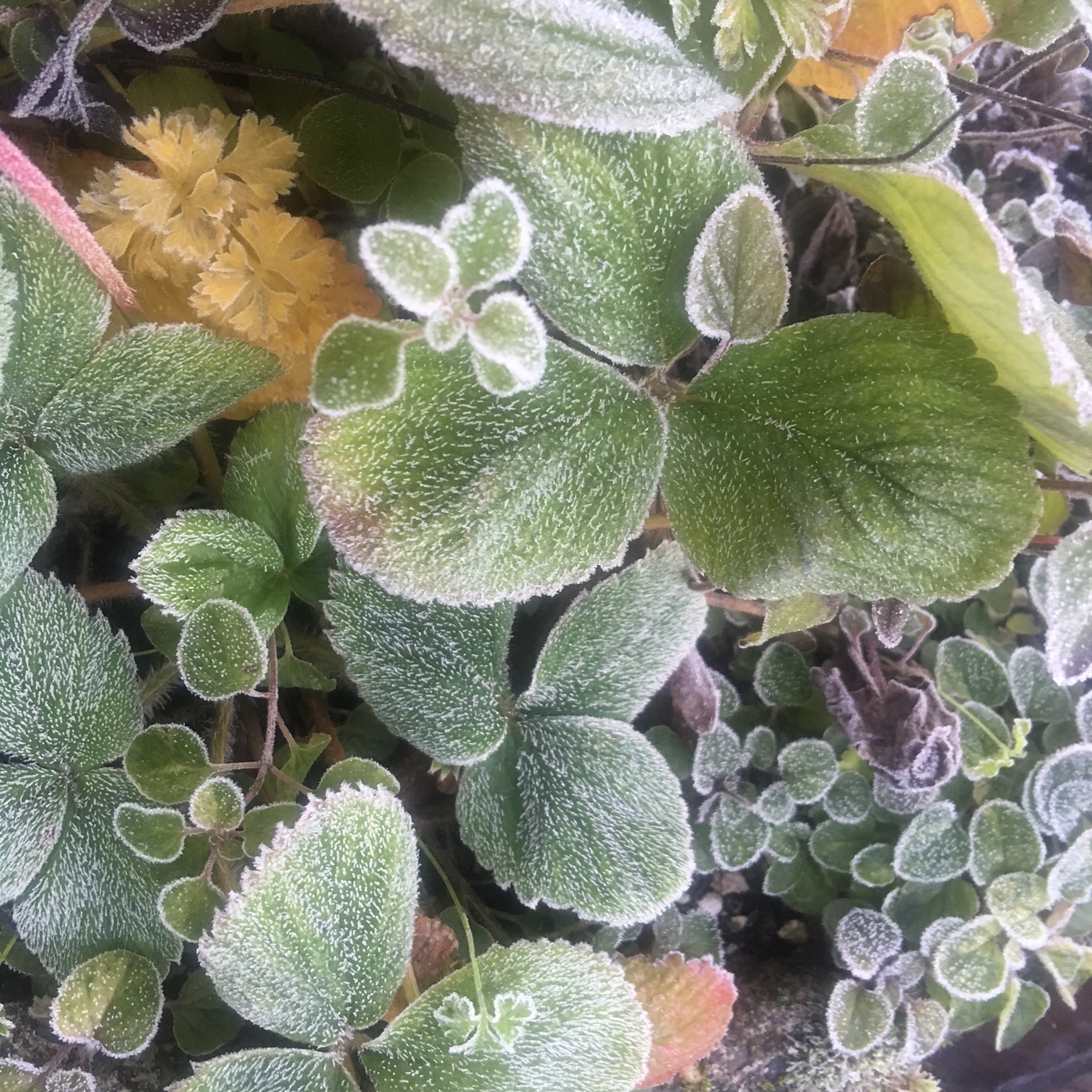 Strawberry Plants