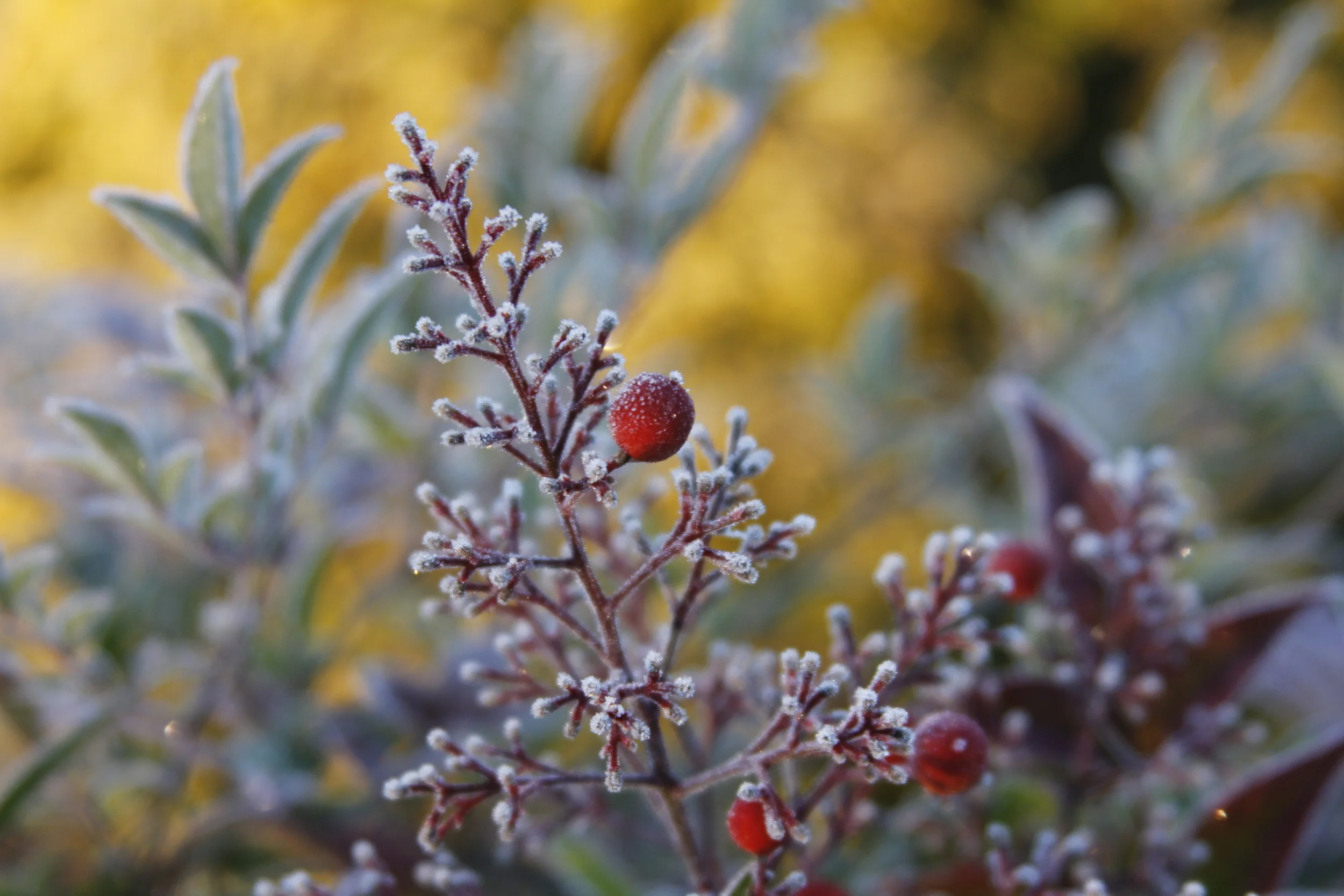 Frosted red berries 