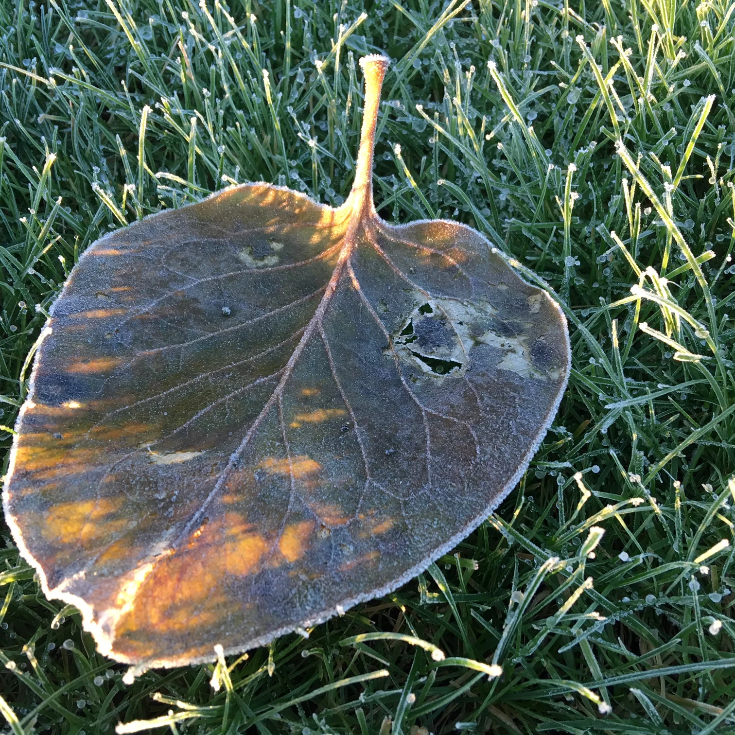 Autumn Leaf in the morning sun 
