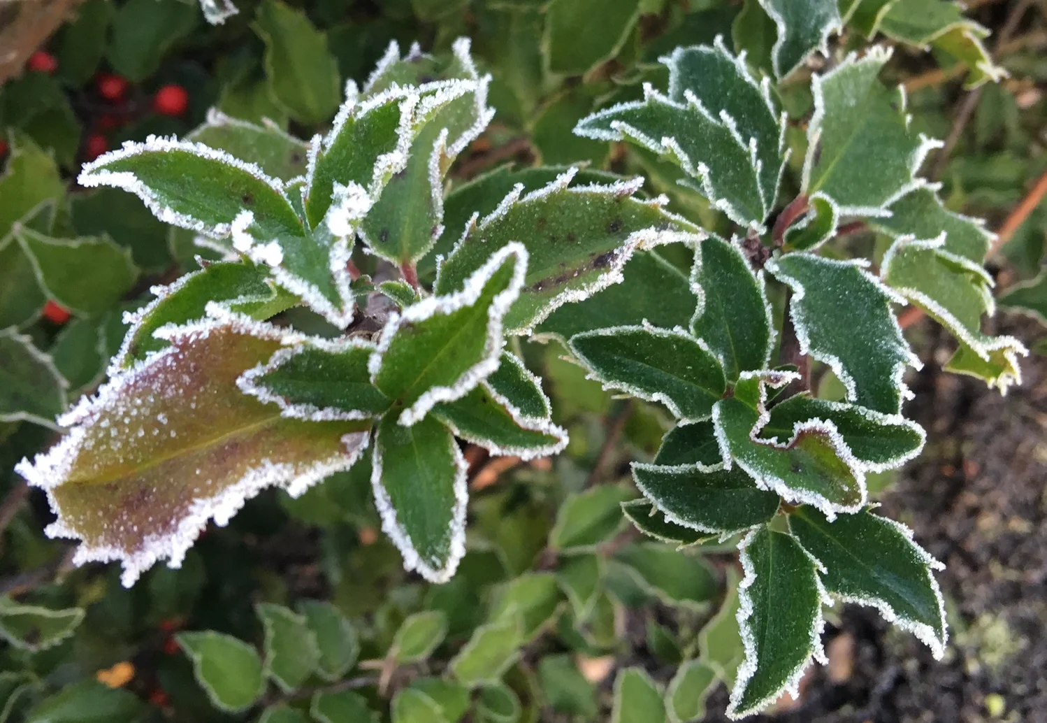 Frosted Holly 