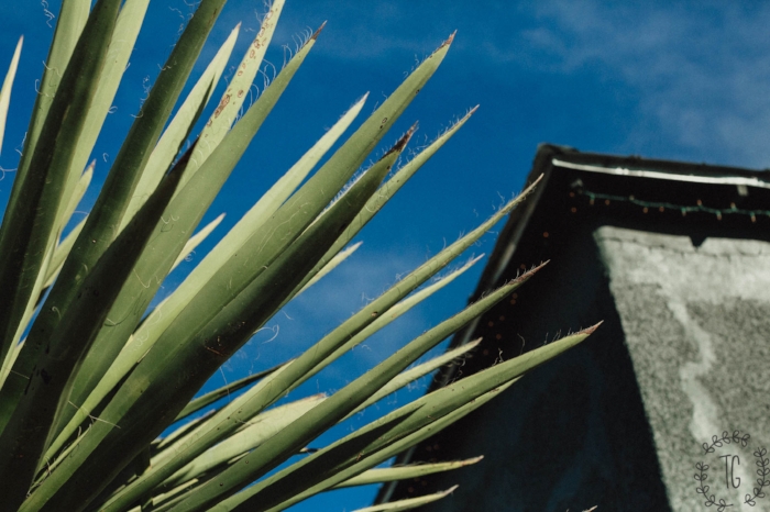 marfa - screen - watermark-112.jpg