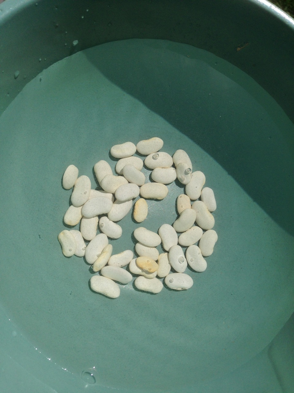 Beans soaking