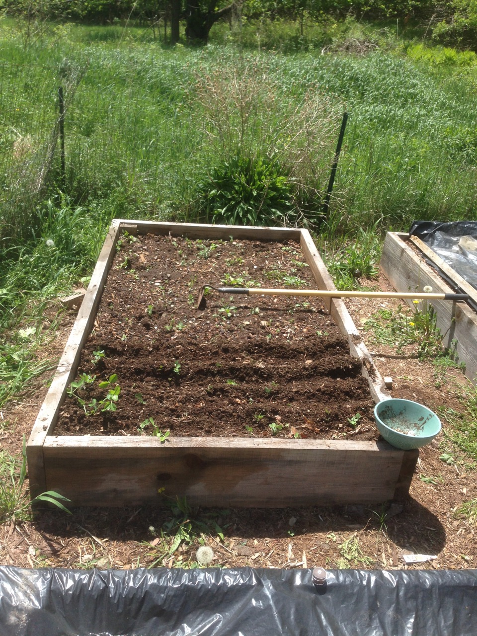 Ready to go into the soil!