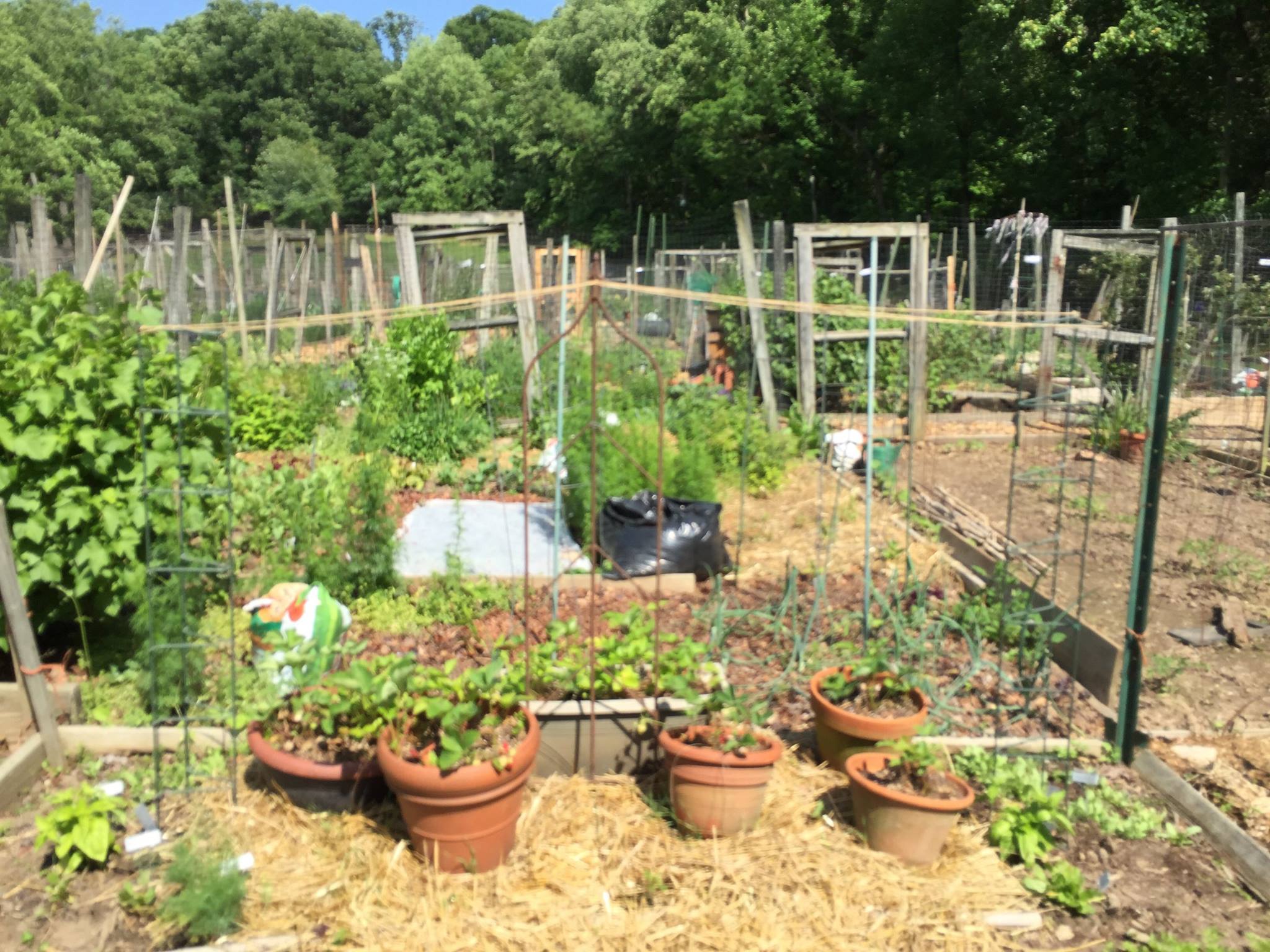 Strawberry plants, bean trellis. borlotti to the left, tarbais to the right. Quack, quack!