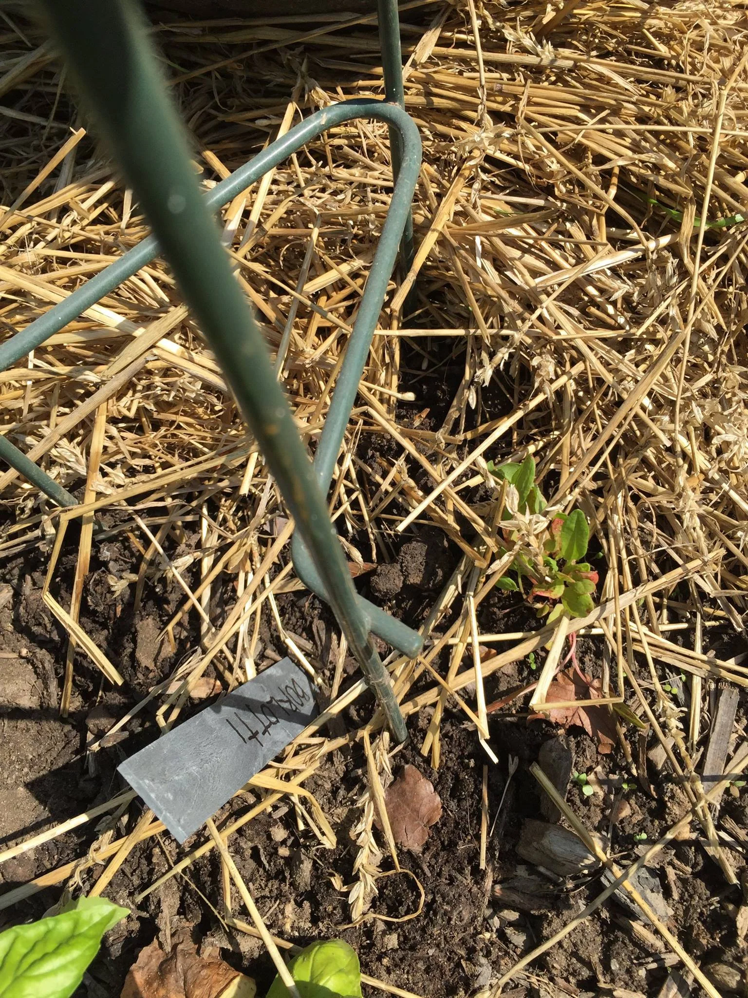 borlotti, rogue sorrel