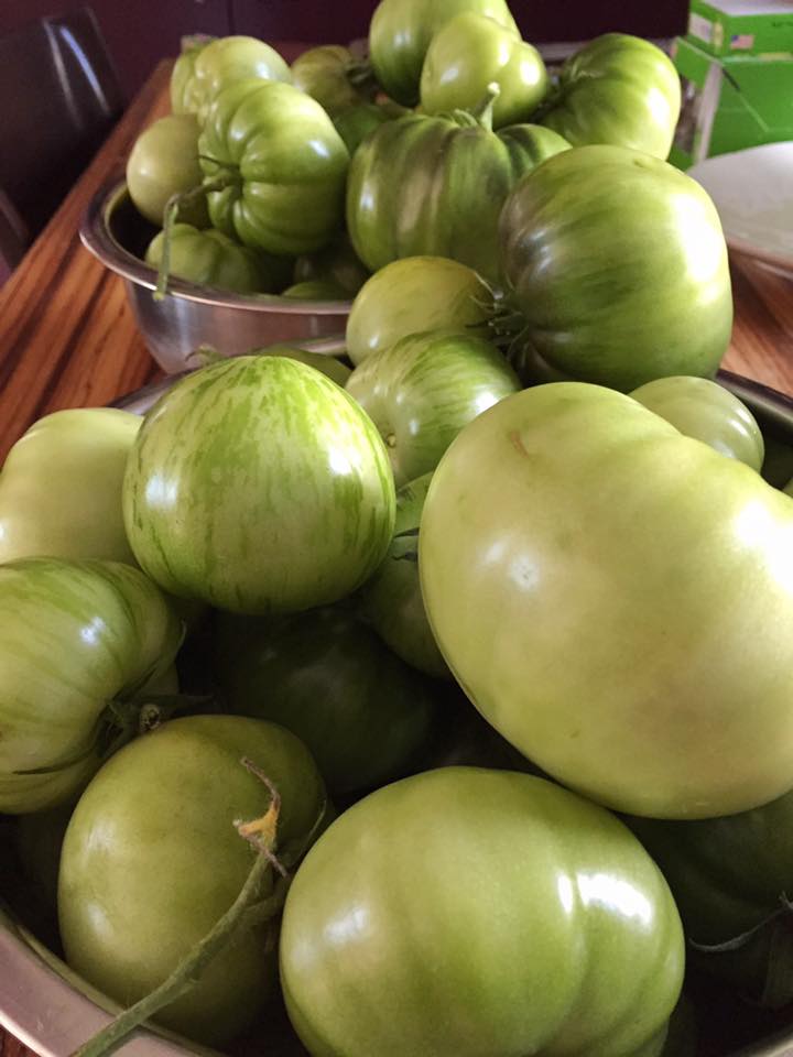 Aruna: I will end up with only 1.5 lbs of beans, but I just harvested about 12 lbs of green tomatoes if that helps?