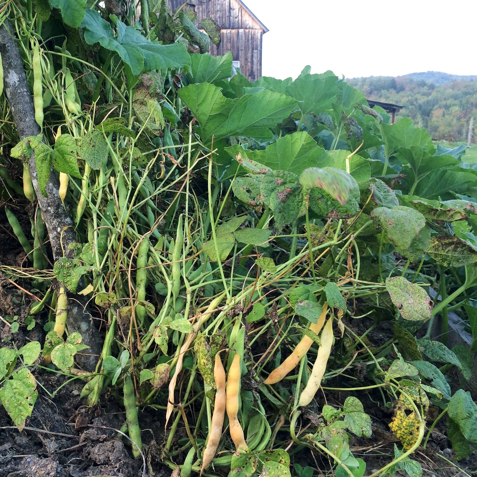 Beans on the vine, September 19, 2015, Marshfield VT.