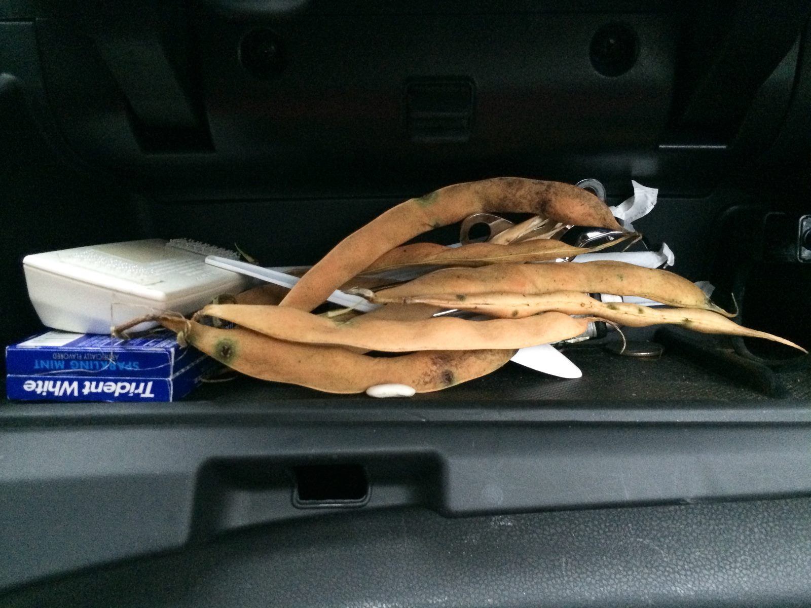 Pods in the glove box, October 2, 2015, Brooklyn NY.