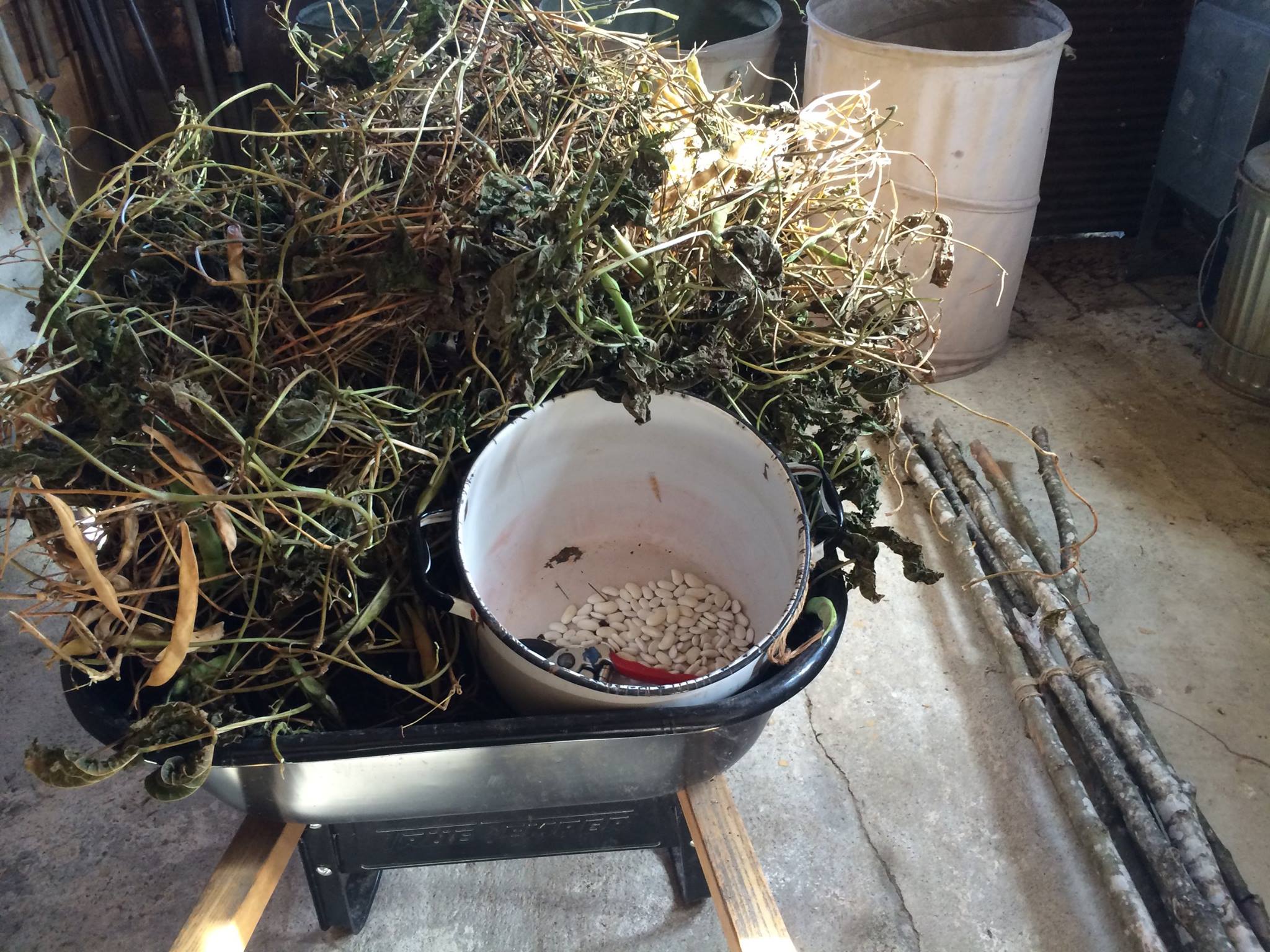 Cut down plants in wheelbarrow, some shelled beans in pot, bean poles down on the barn floor, that's that.